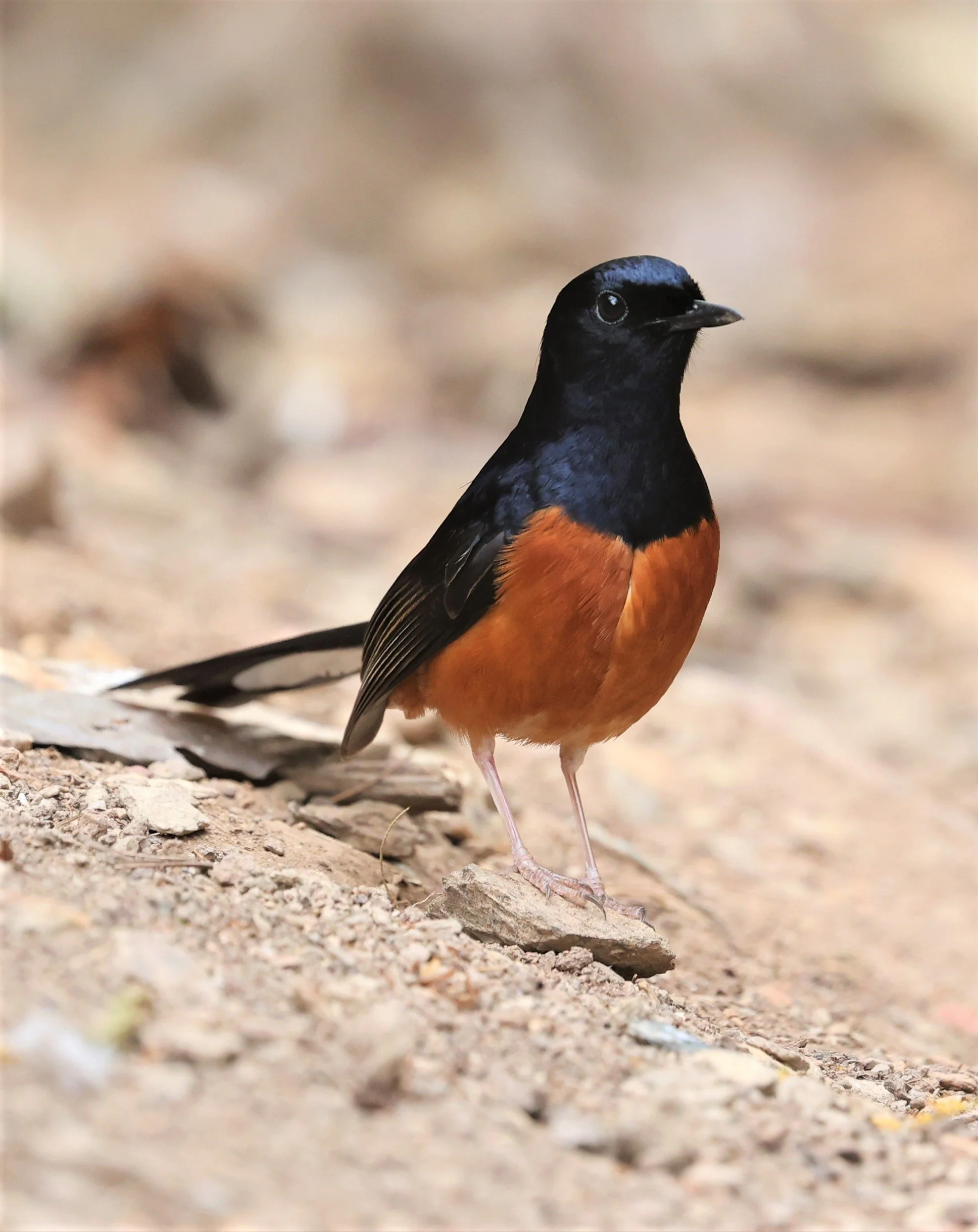 SHAMA - WHITE-RUMPED SHAMA - Copsychus malabaricus - SRI SATCHANALAI NP MANAO WATERHOLE MAY 1 2022 (9).jpg