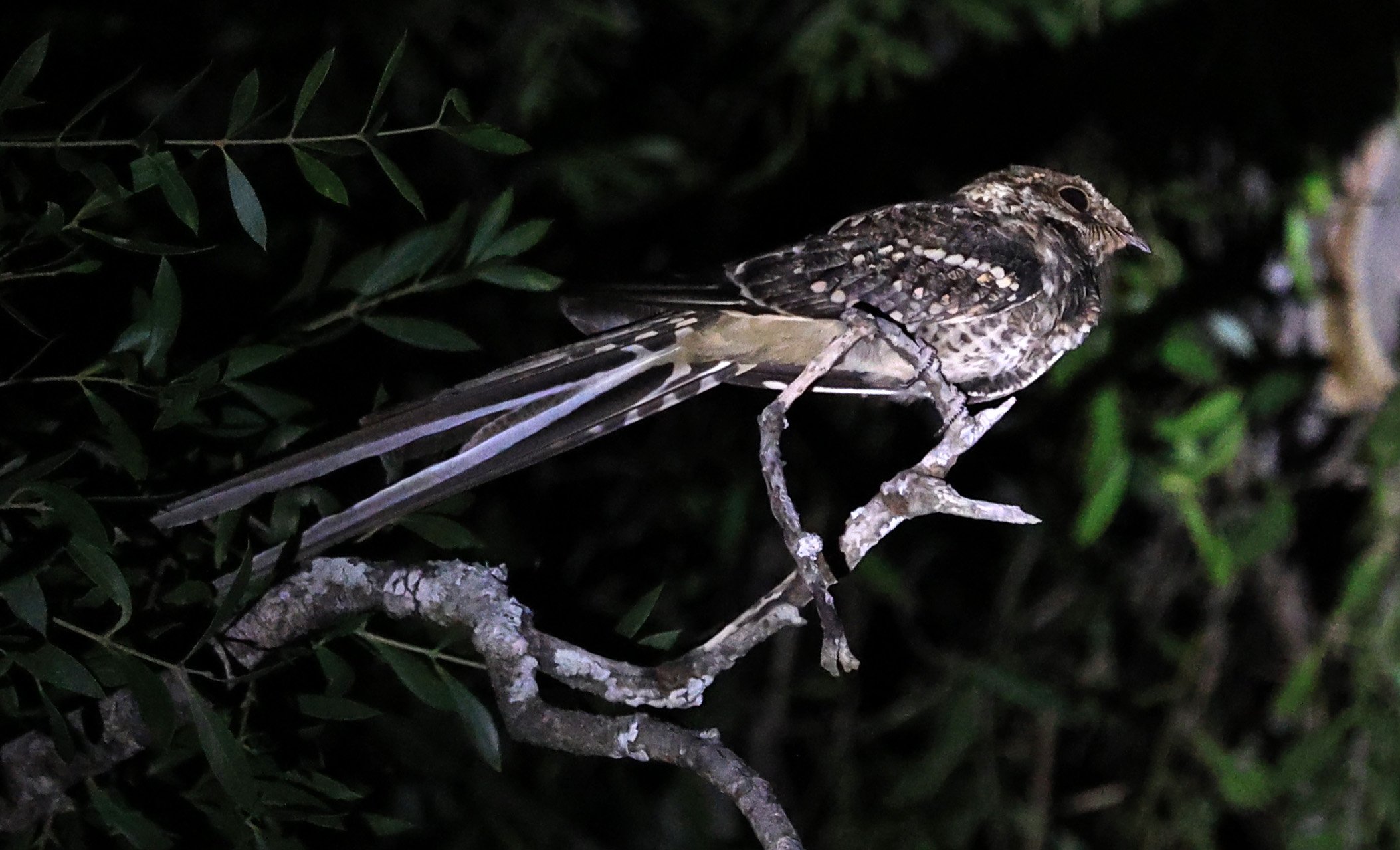 Scissor-tailed Nightjar (Hydropsalis torquata) Agua Dulce Paraguay (11).jpg