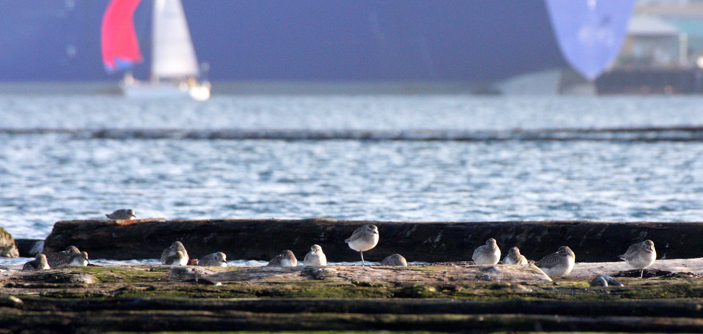 BIRD - PLOVER - BLACK-BELLIED PLOVER - PA HARBOR (10).JPG