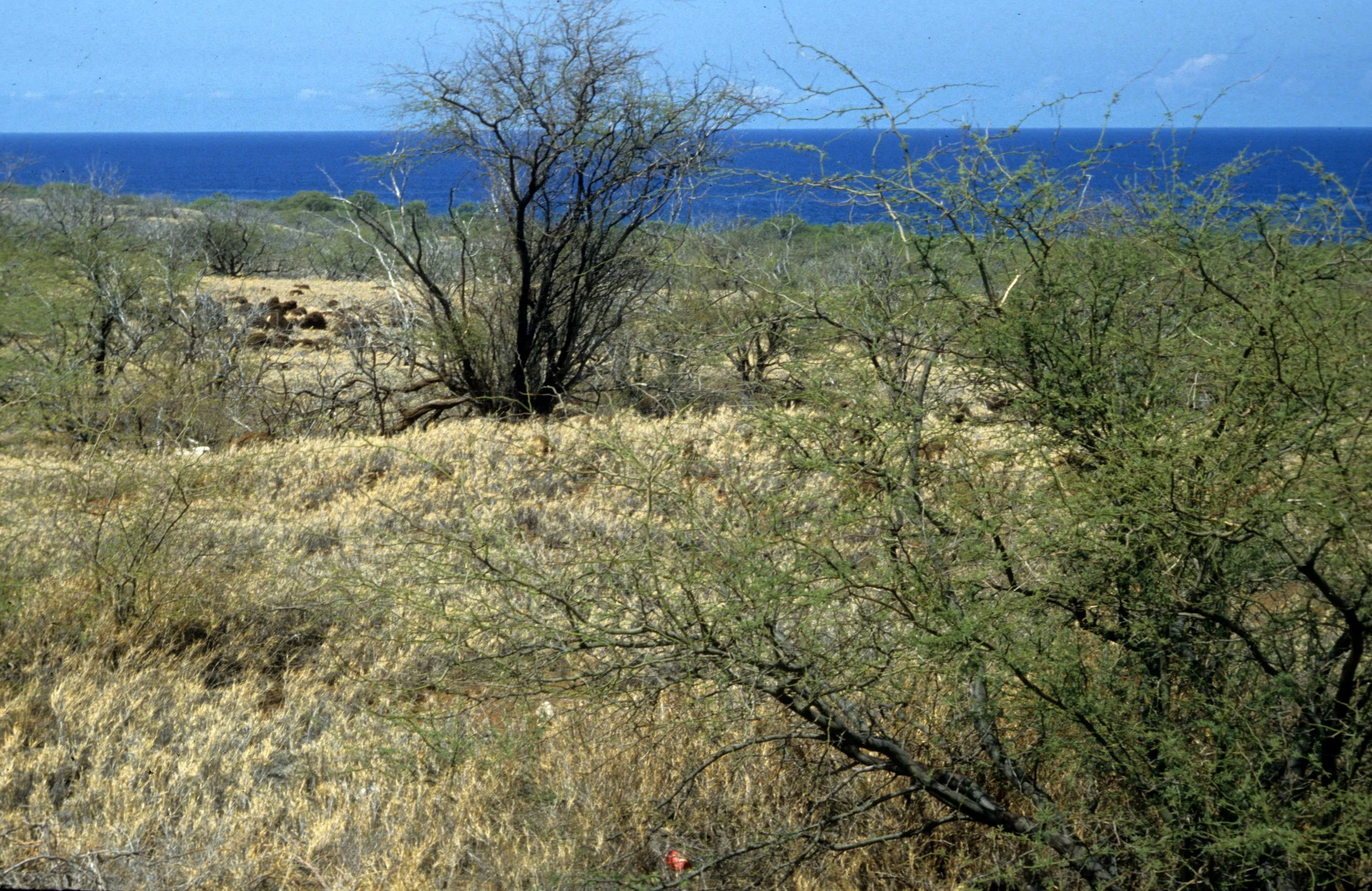 HAWAII - HAWAII - KAU DESERT VIEW.jpg