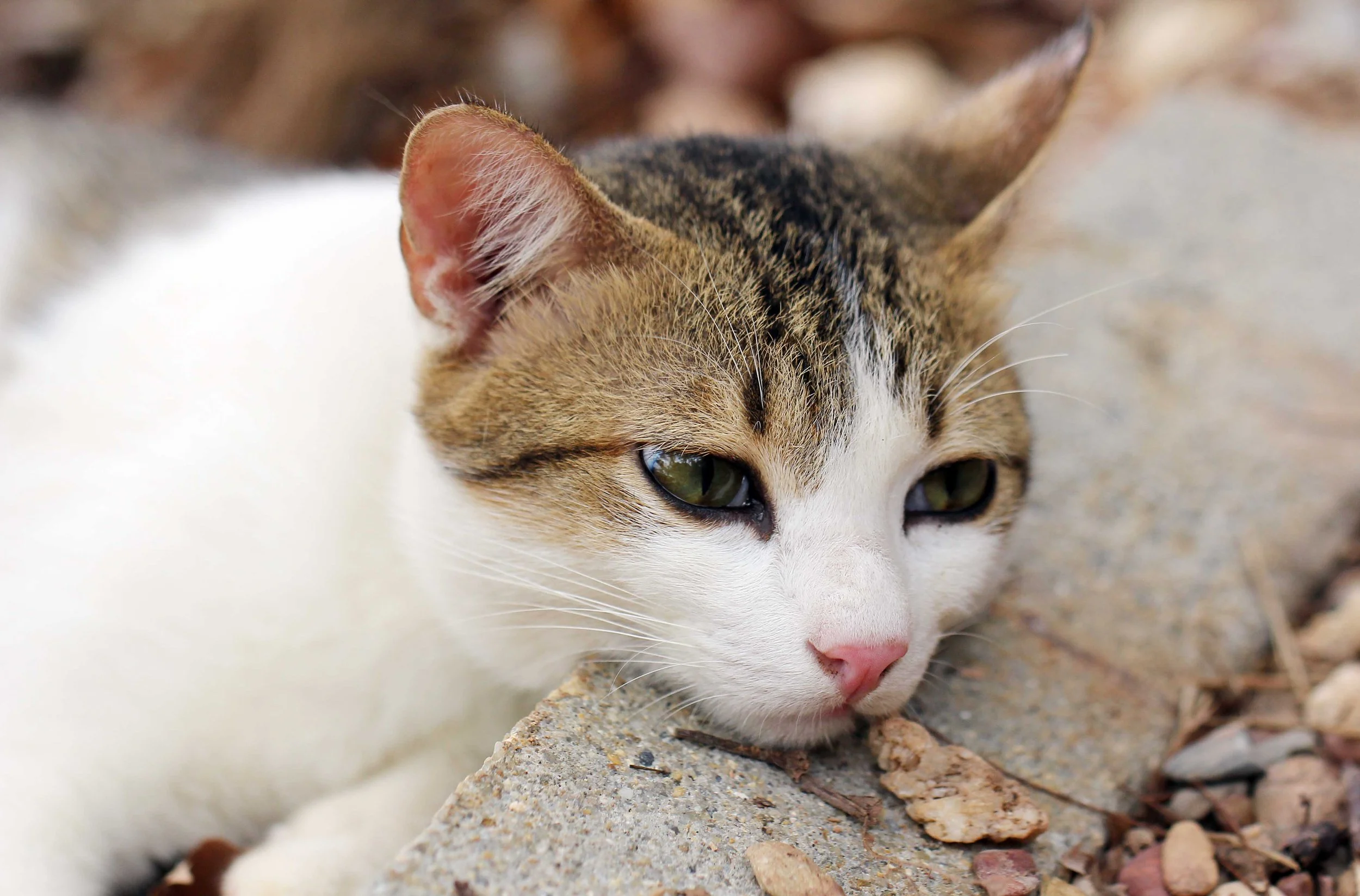 2015 Koh Lanta Songkran with friends from ISB (412).JPG