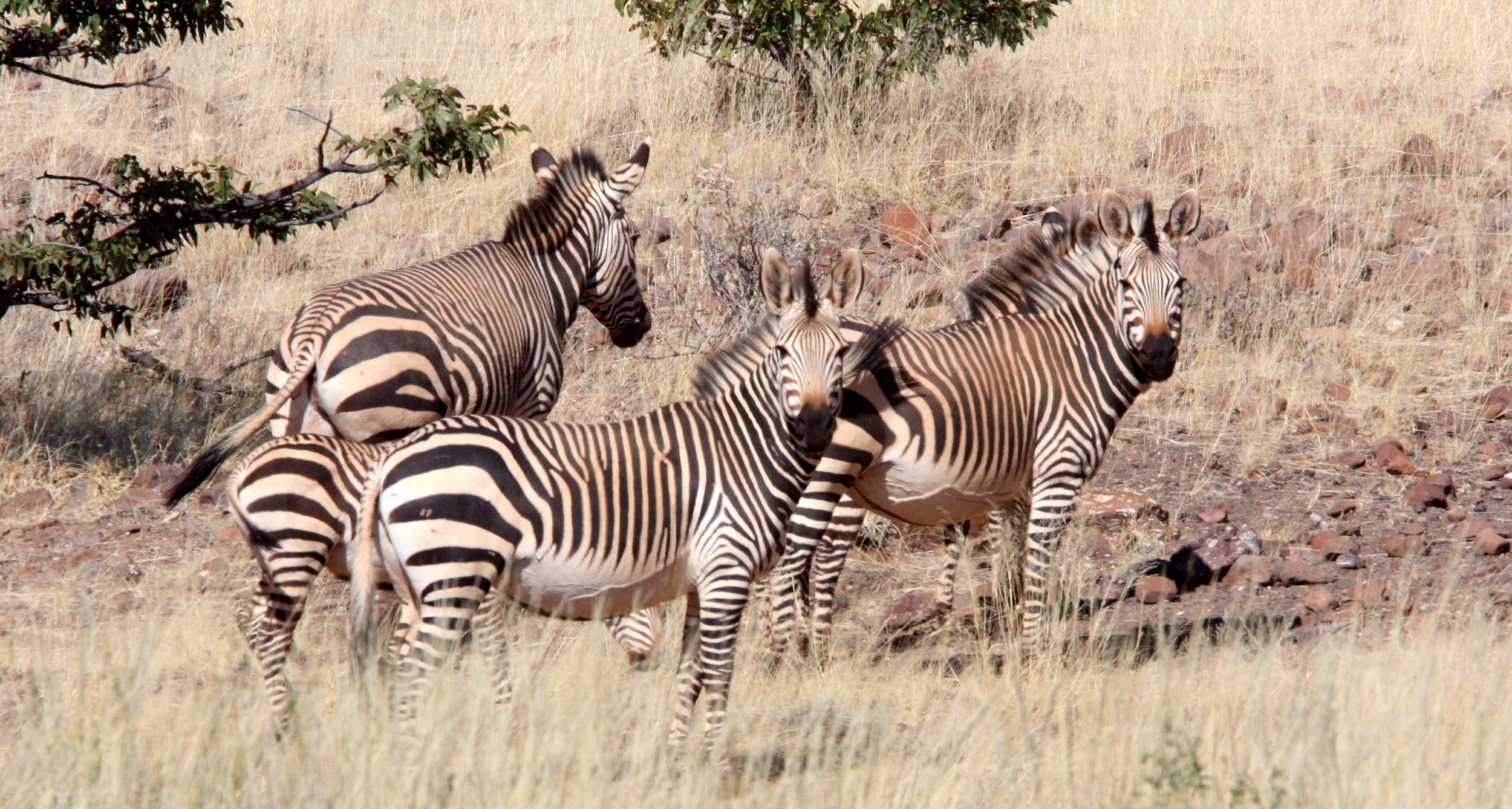 Equus zebra hartmannae - HARTMANN'S MOUNTAIN ZEBRA - DAMARALAND, NAMIBIA (40).JPG