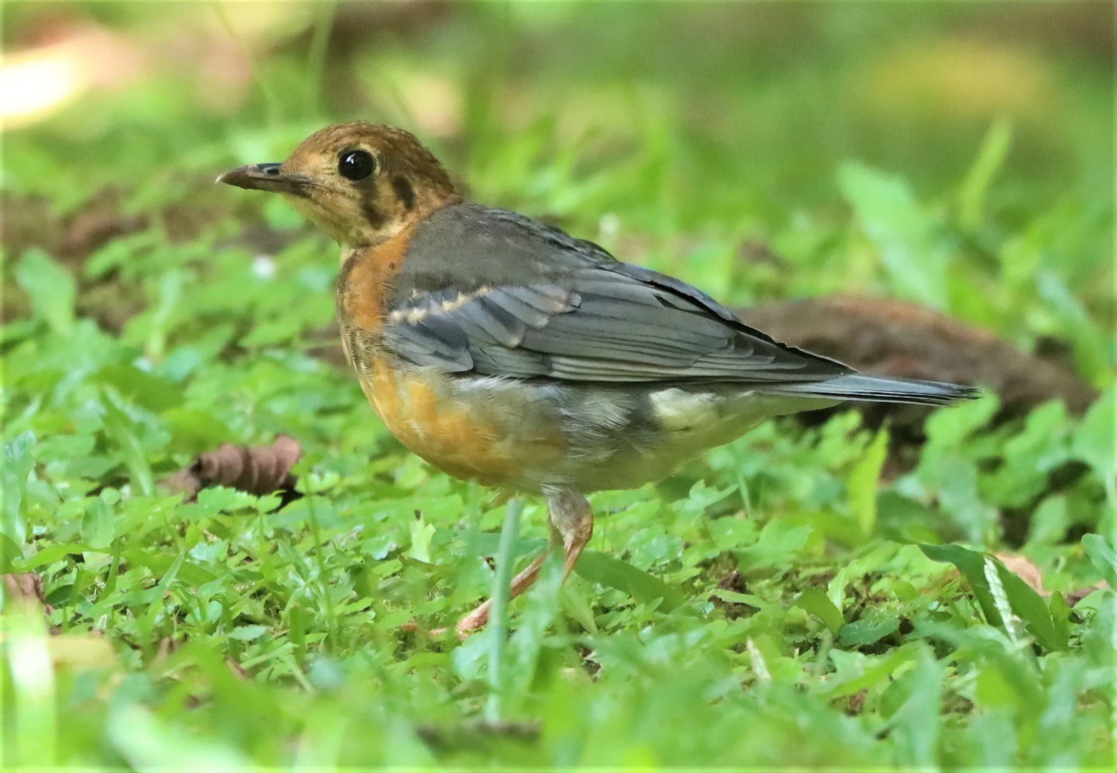 Orange-headed Thrush (Zoothera citrina) Doi Ang Kang Chiang Mai (3).JPG
