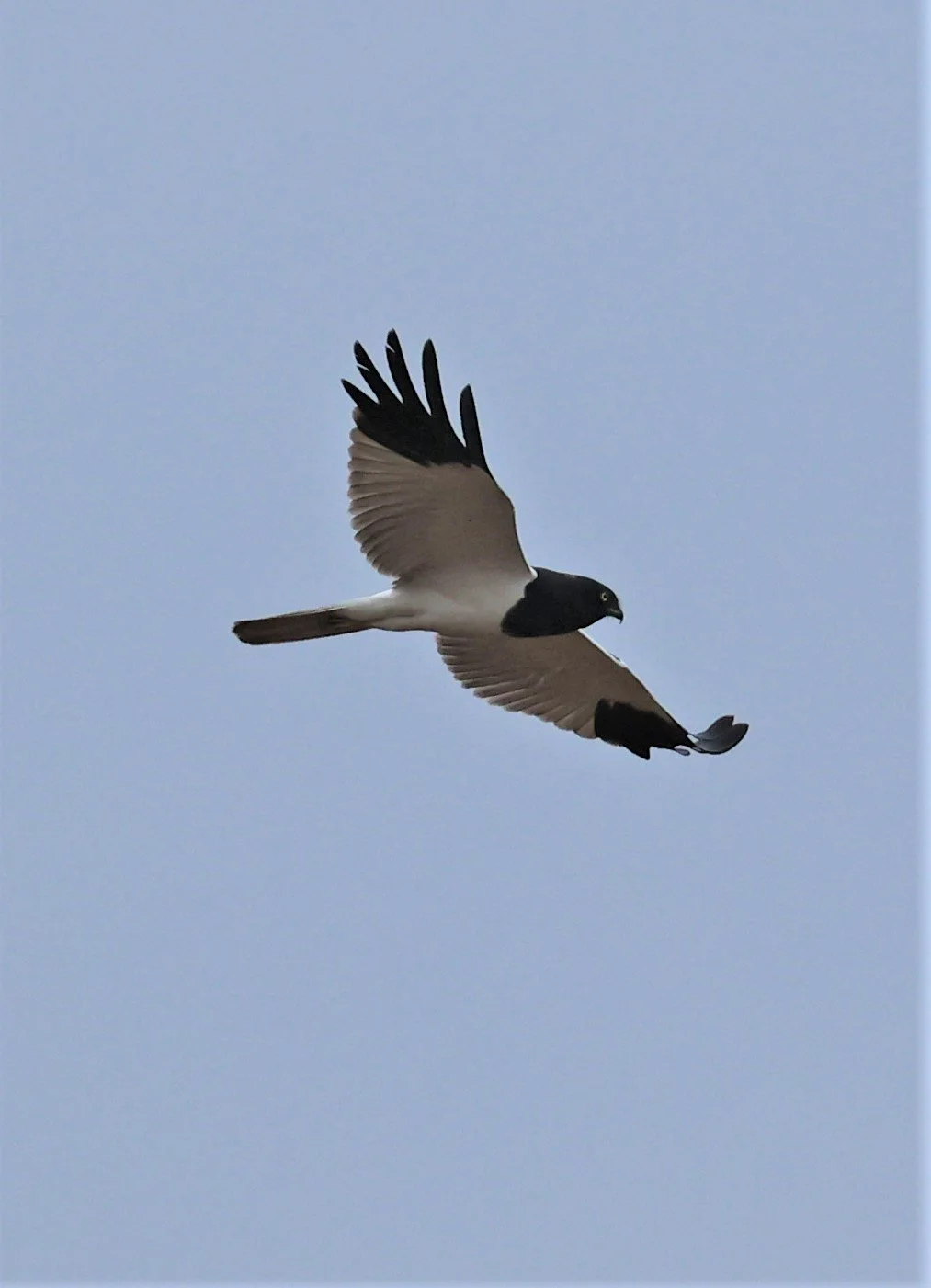 HARRIER - PIED HARRIER - Circus melanoleucos - YONOK CHIANG SAEN CHIANG RAI - ROOST Feb 2022 (34).jpg