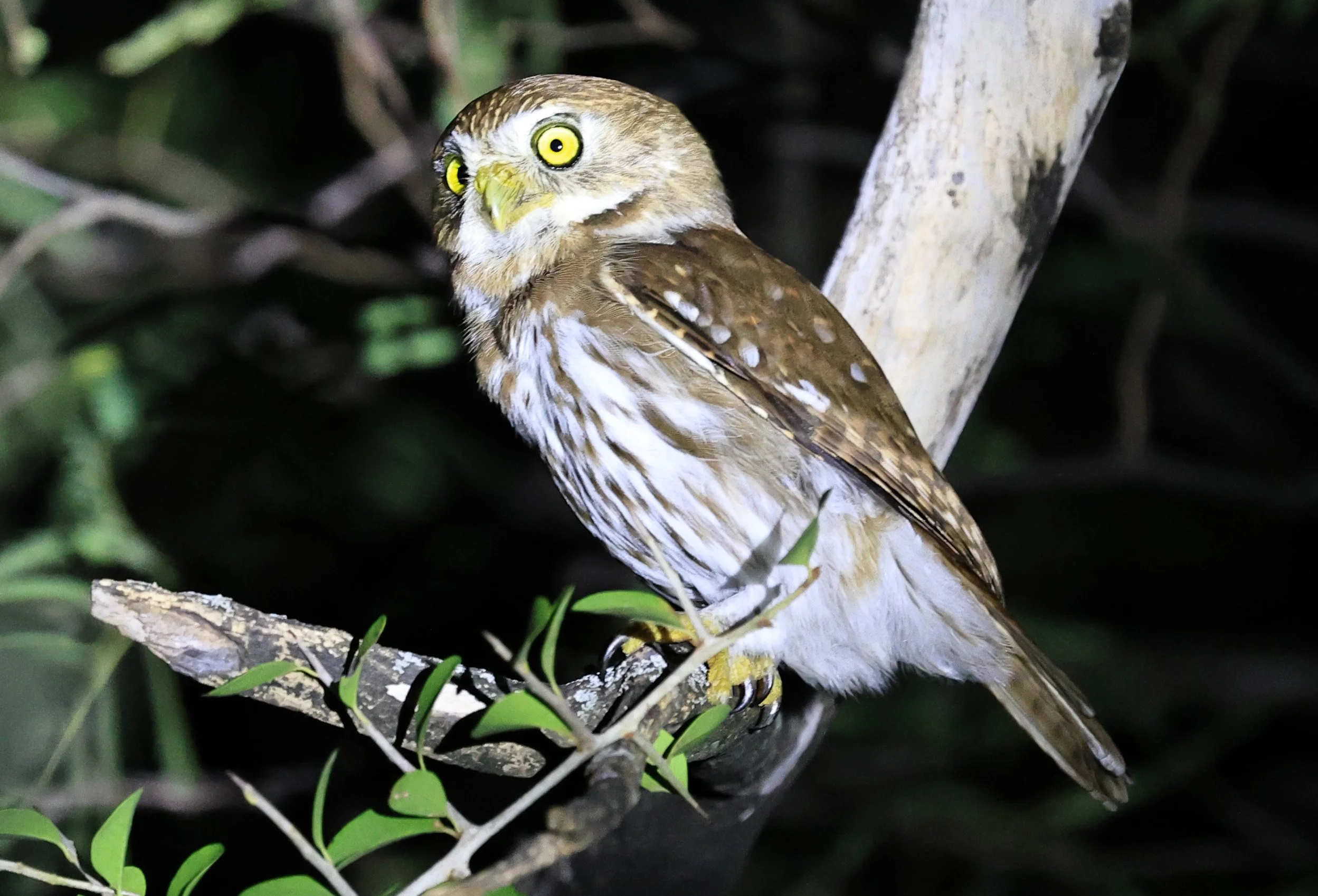 Ferruginous Pygmy-Owl (Glaucidium brasilianum) Reserva Nueland  Selva Serena (66).jpg