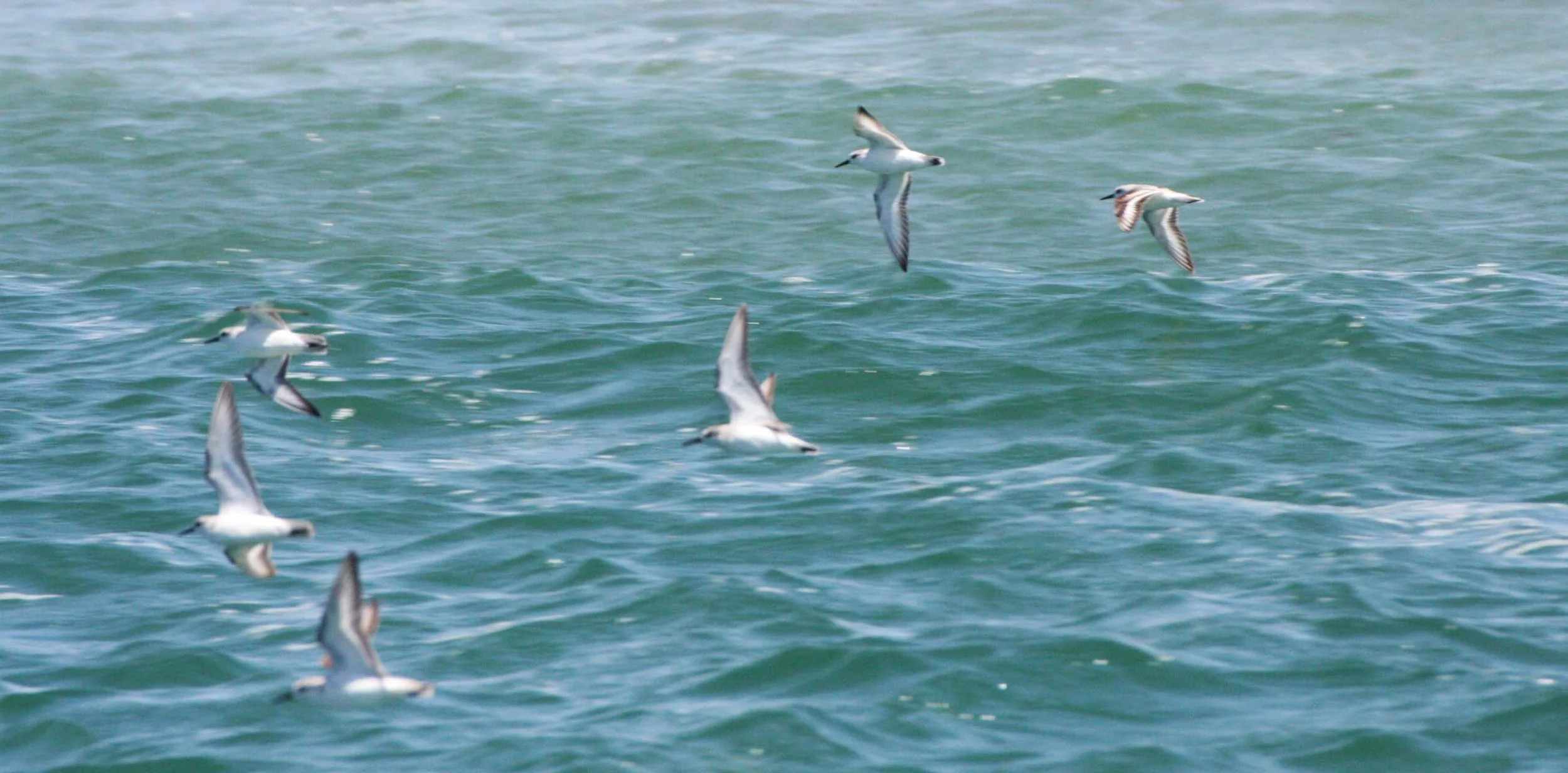 BIRD-  SANDERLING - SAN IGNACIO LAGOON BAJA MEXICO.JPG