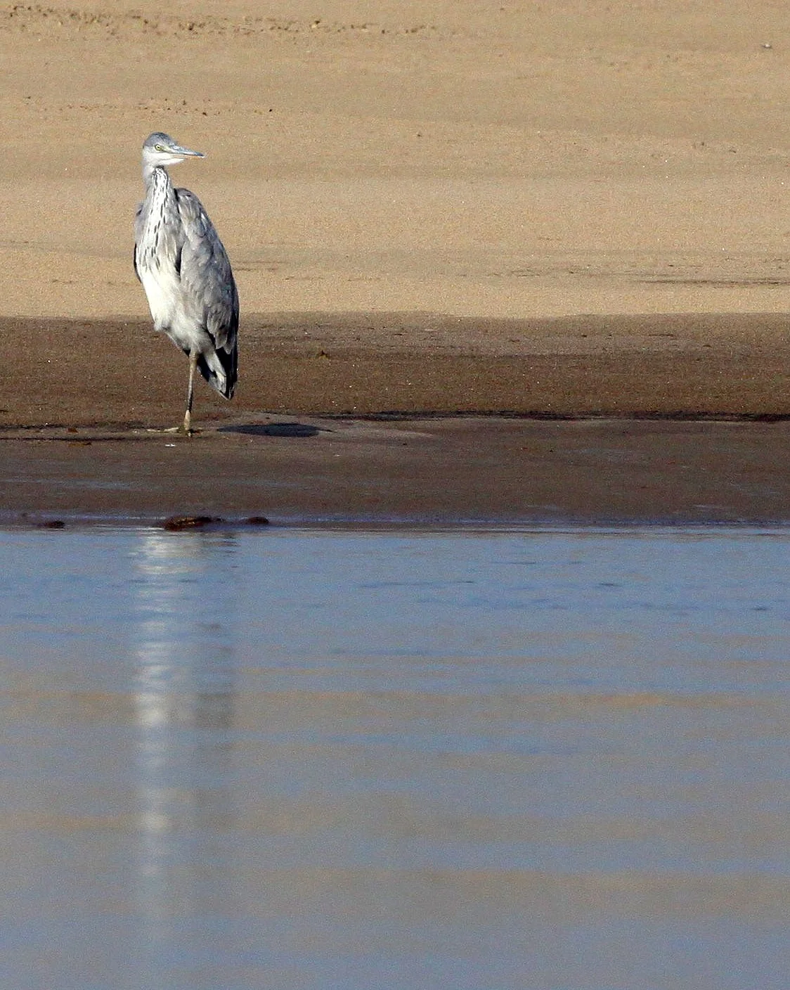 HERON - GREY HERON - Ardea cinerea - NANJI HILL RESERVE POYANG LAKE, JIANGXI PROVINCE, CHINA (20).JPG
