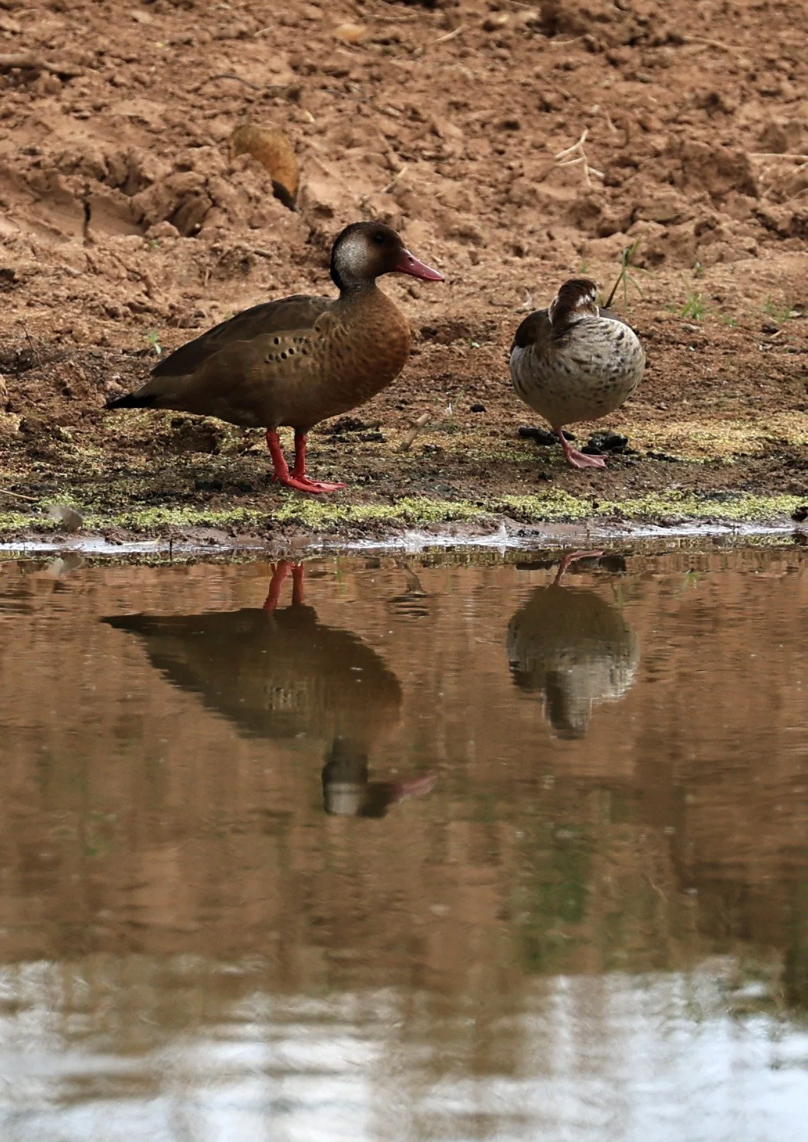 Brazilian Teal (Amazonetta brasiliensis) 