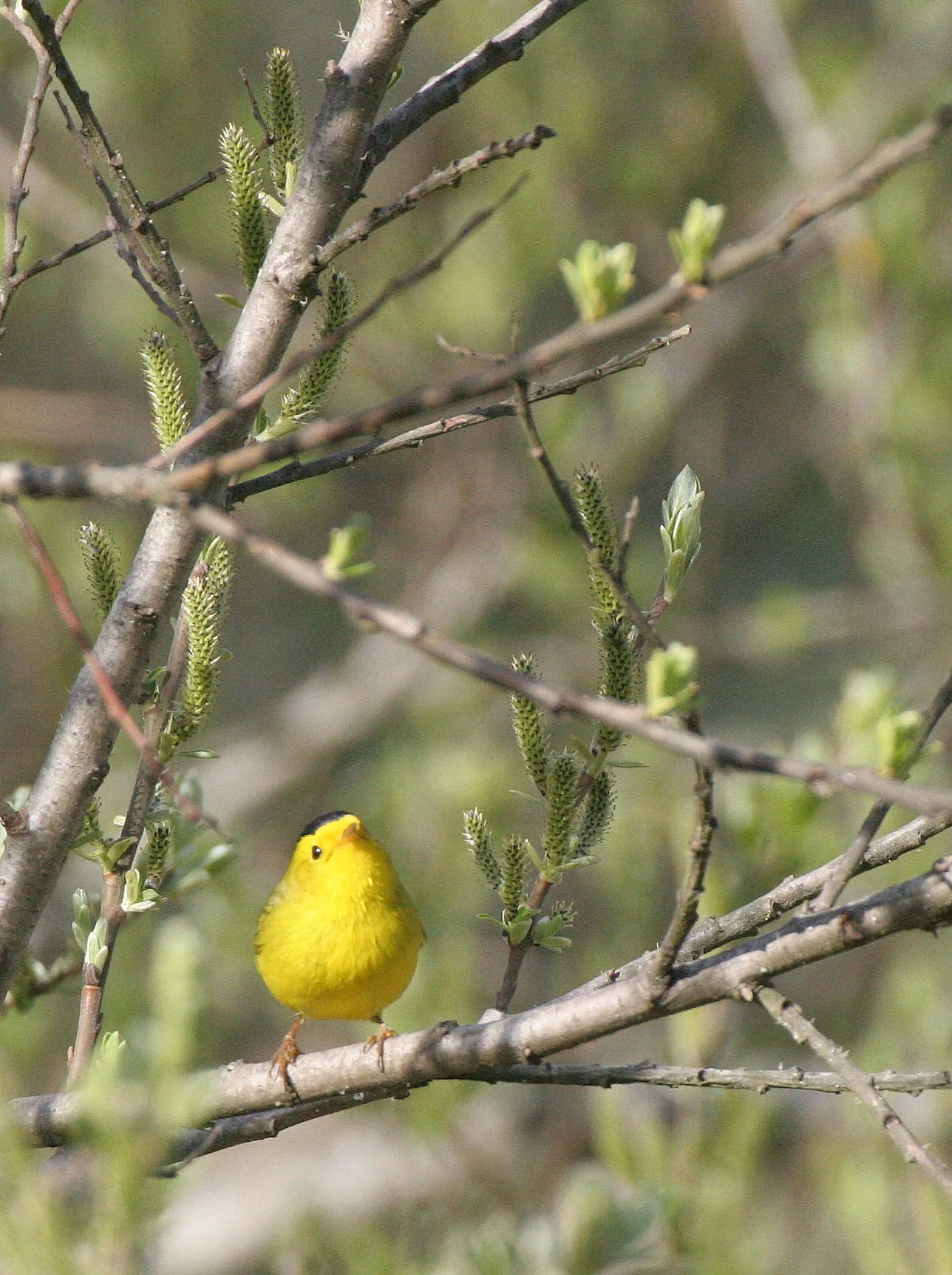 BIRD - WARBLER - WILSON'S WARBLER - WILSONIA PUSILLA - LAKE FARM WOODS WA (15).JPG