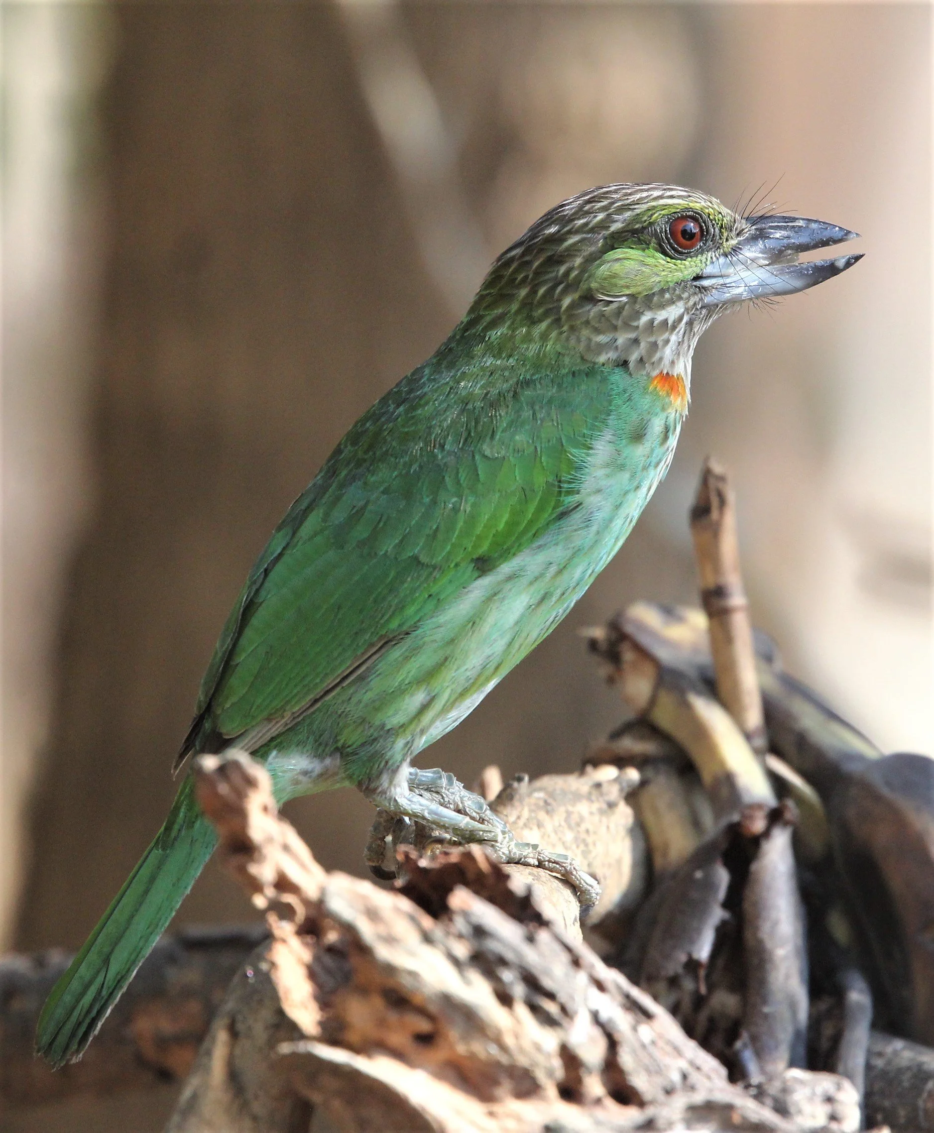 BARBET - GREEN-EARED BARBET - Megalaima faiostricta - KAENG KRACHAN (4).jpg