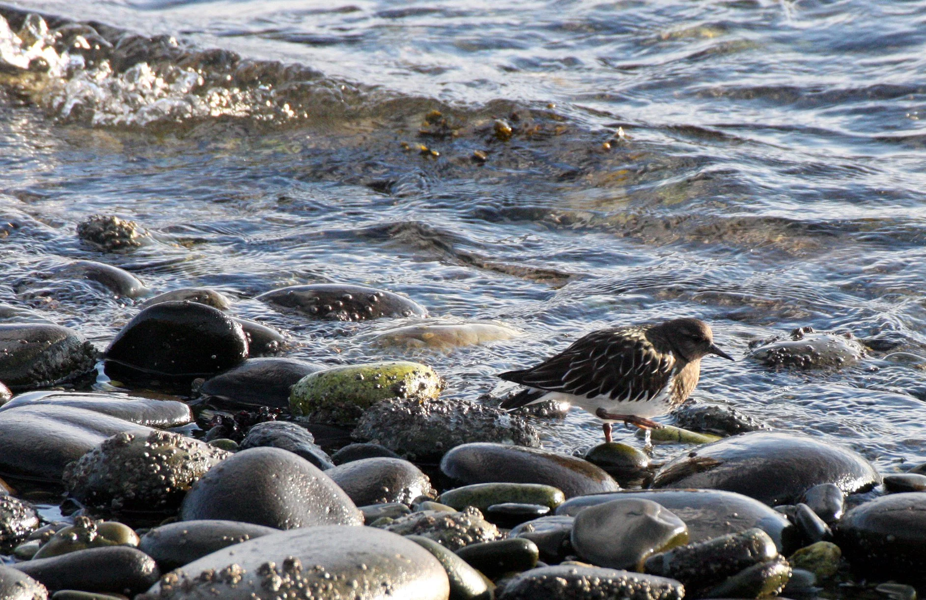 BIRD - TURNSTONE - BLACK TURNSTONE - PA HARBOR (53).JPG