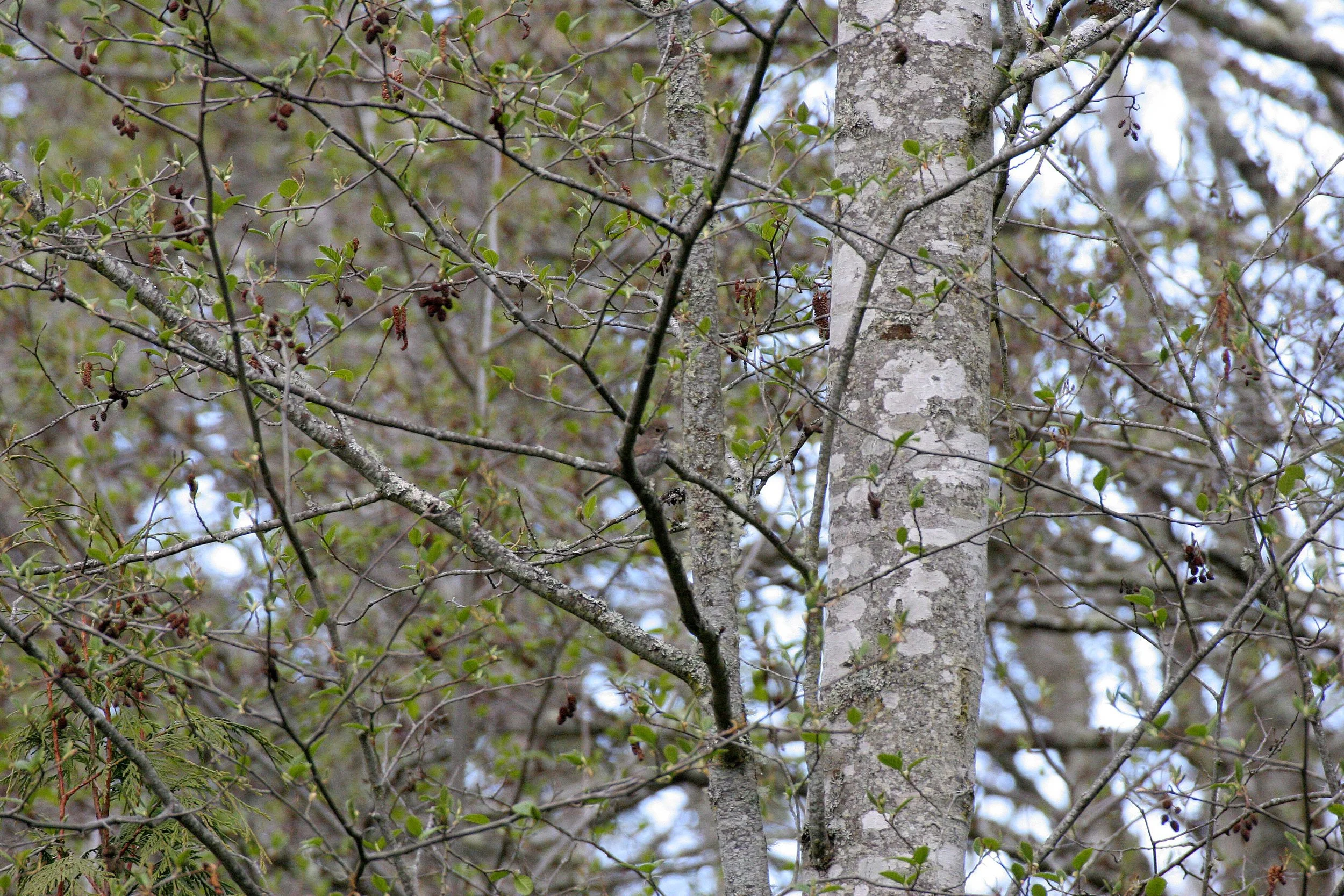 2008-4-19 LAKE FARM TRAILS WALK.JPG