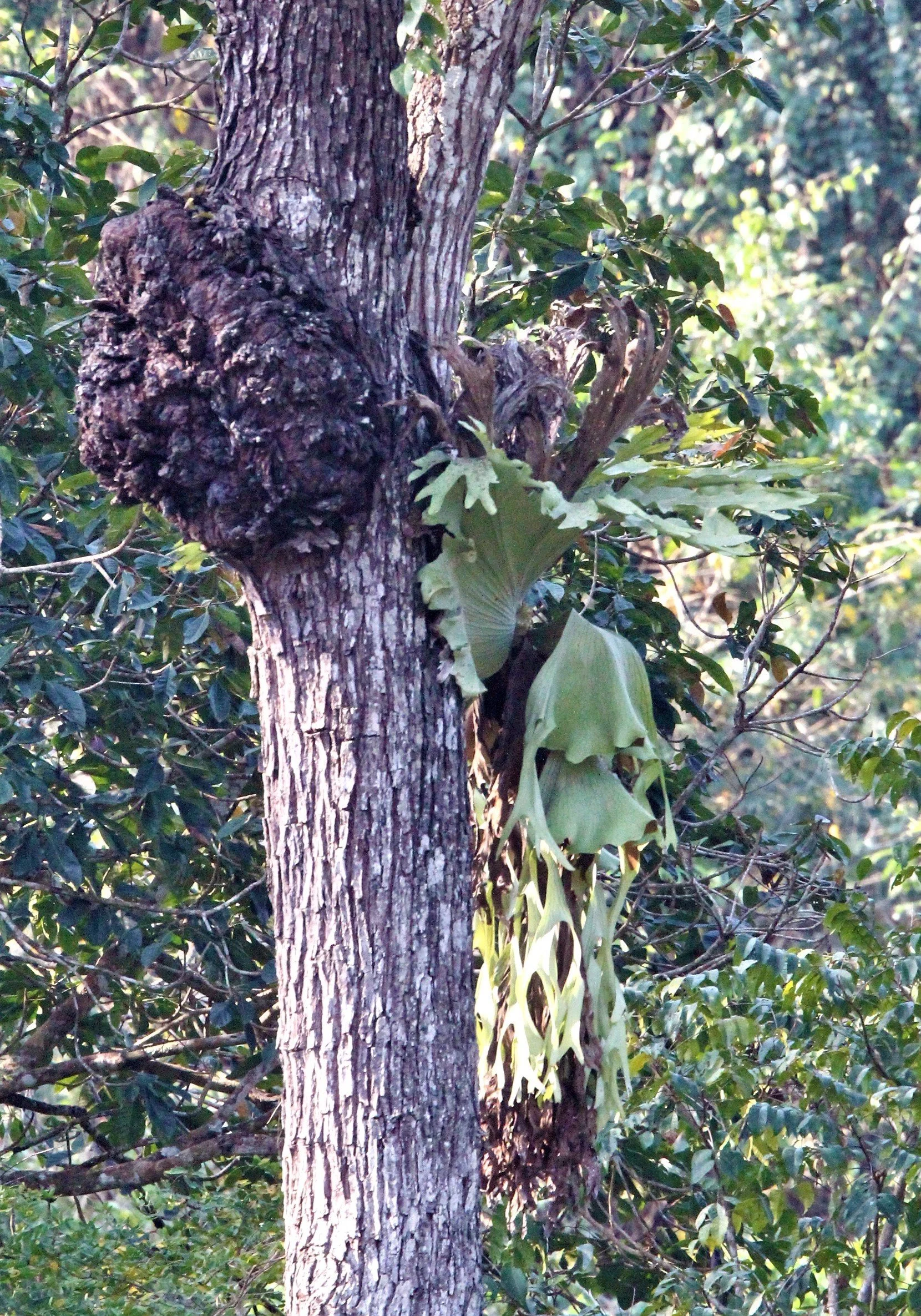 Tree burl, a type of growth on a tree where the grain has grown in a deformed manner. 
Burls are often caused by stress factors such as injury, infections, or insect infestations. They consist of deformed dormant buds that grow into characteristic kn