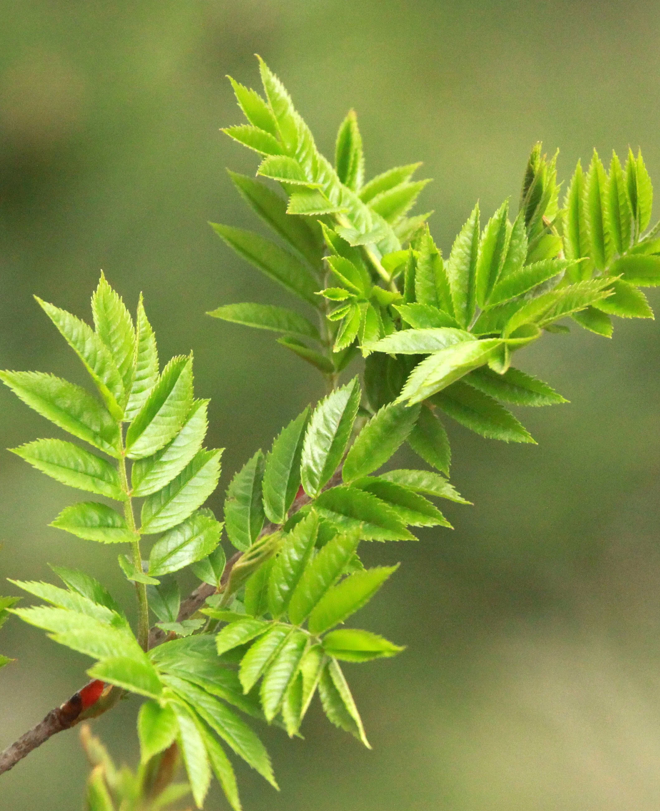 HUANGSHAN NATIONAL PARK - ANHUI PROVINCE CHINA (88).JPG