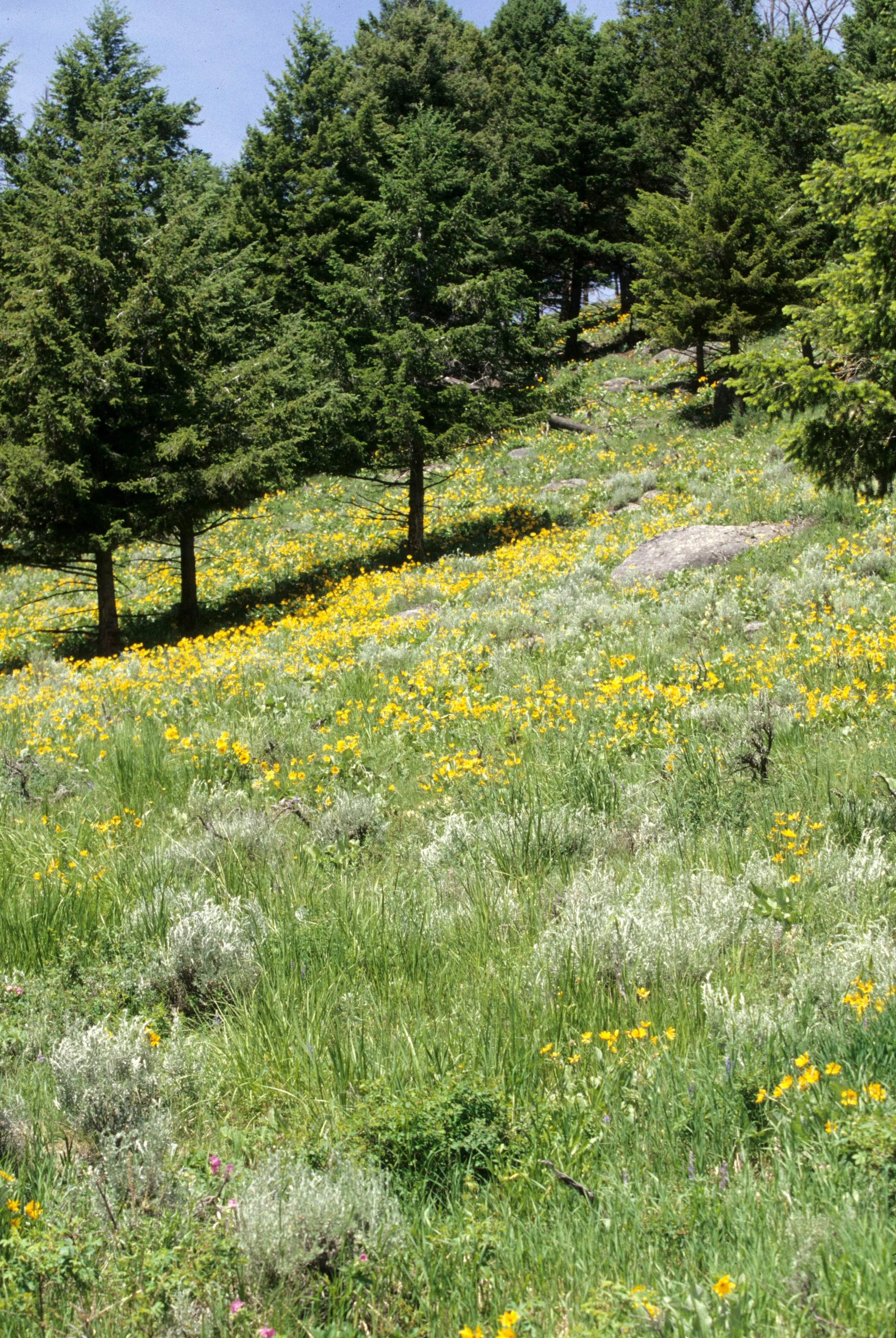YELLOWSTONE - WILDFLOWERS A.jpg