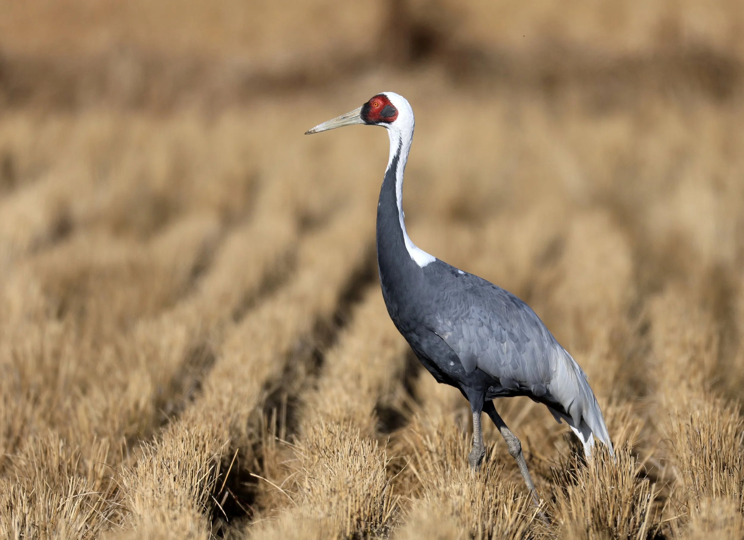 White-naped Crane (Antigone vipio) Izumi Crane Park & Center, Izumi Kagoshima Kyushu Japan  (33).jpg