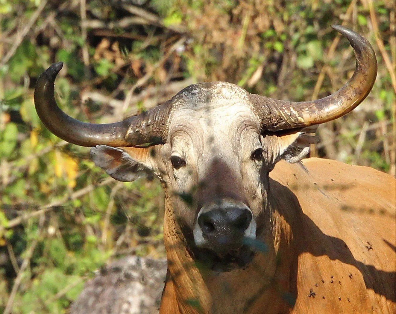 Burma Banteng (Bos javanicus birmanicus) The Banteng is a species of wild cattle native to Southeast Asia that currently holds a Critically Endangered status globally. The Western Forest Complex (WEFCOM) in Thailand is its most vital stronghold, cont