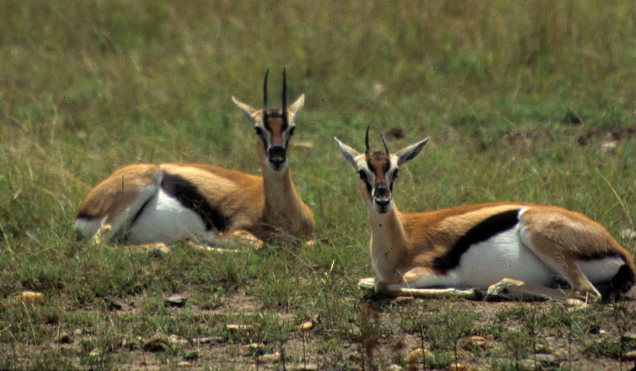 BOVID - GAZELLE - THOMSONS - SERENGETI (7).jpg