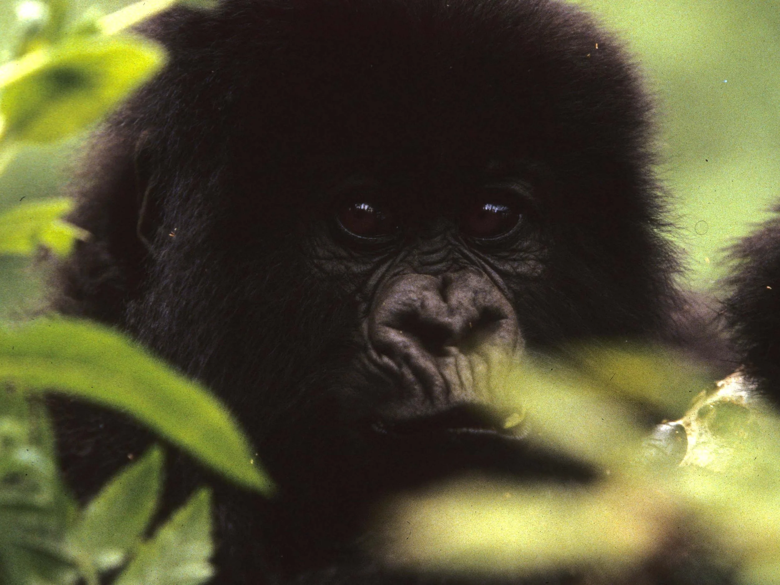 PRIMATE - GORILLA-RWANDA PARC DU VULCANS (90).jpg