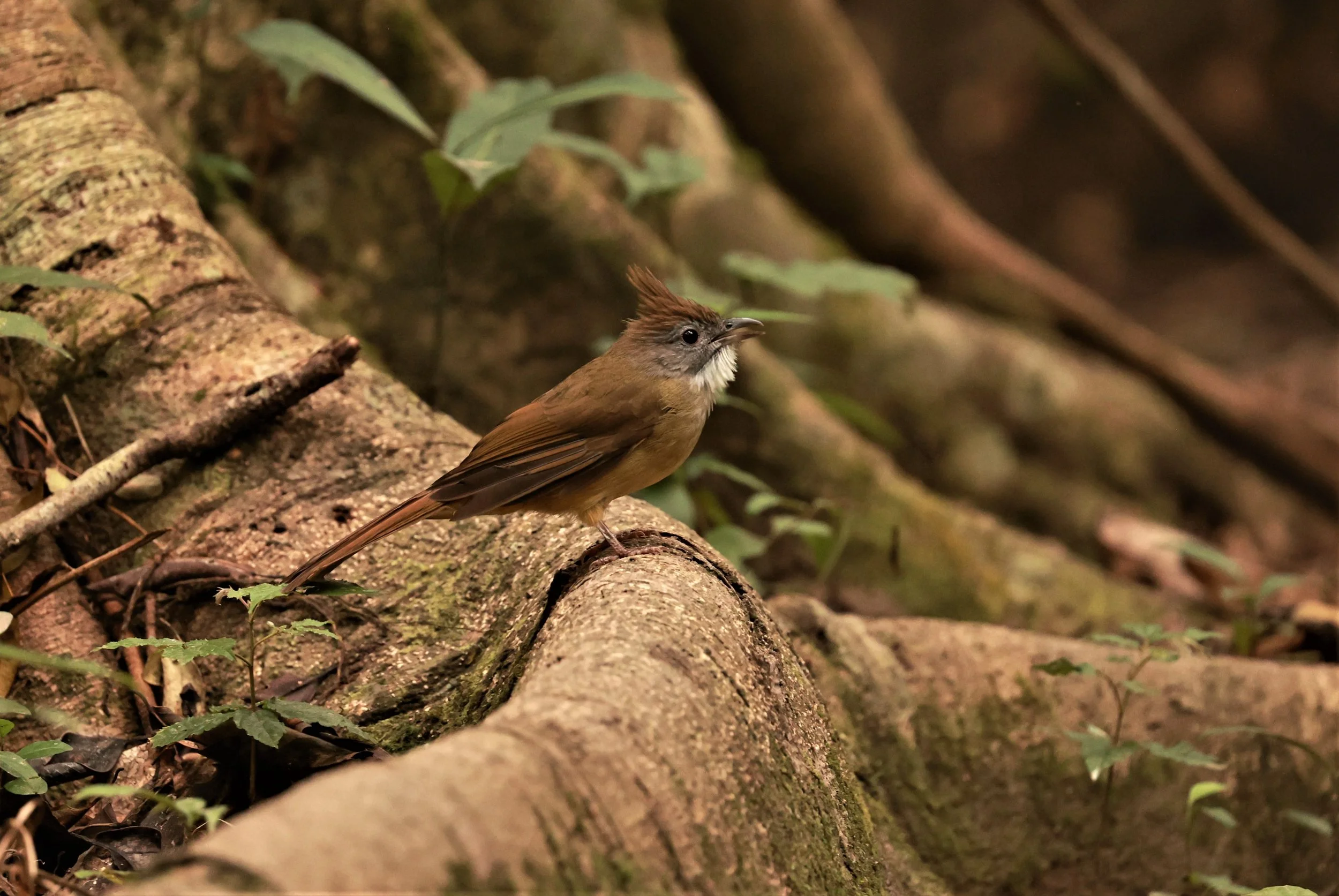 BULBUL - PUFF-THROATED BULBUL - Alophoixus pallidus - PHU KHIEO WILDLIFE SANCTUARY LOEI PROVINCE (4).jpg