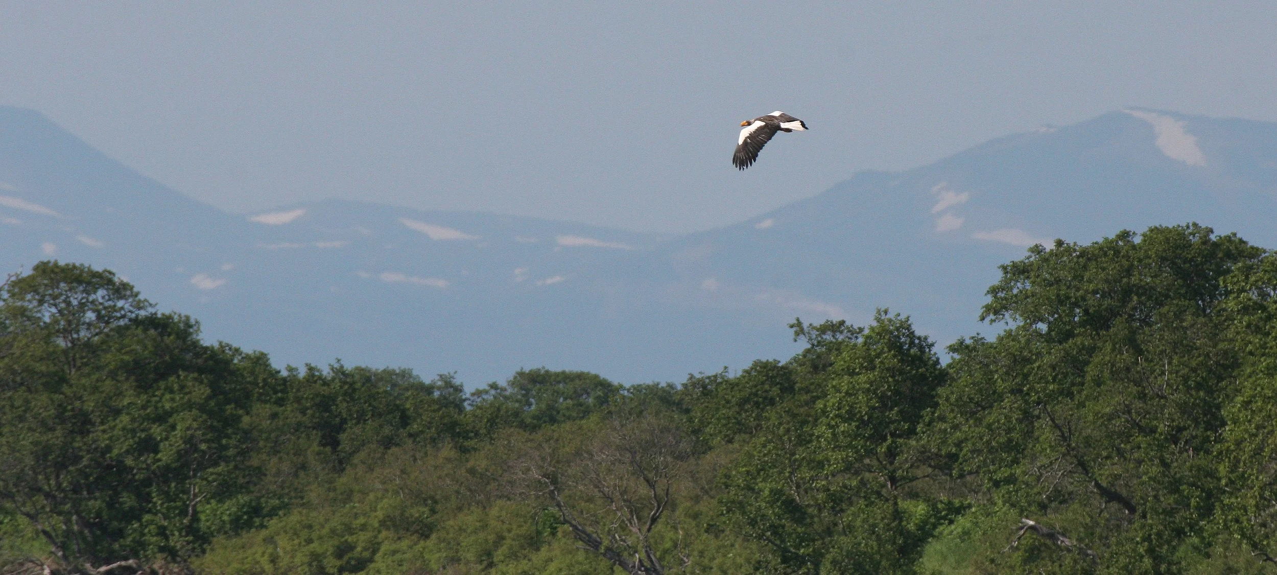 Haliaeetus pelagicus - STELLERS SEA EAGLE - ON KAMCHATKA COASTLINE - RUSSIA (75).jpg