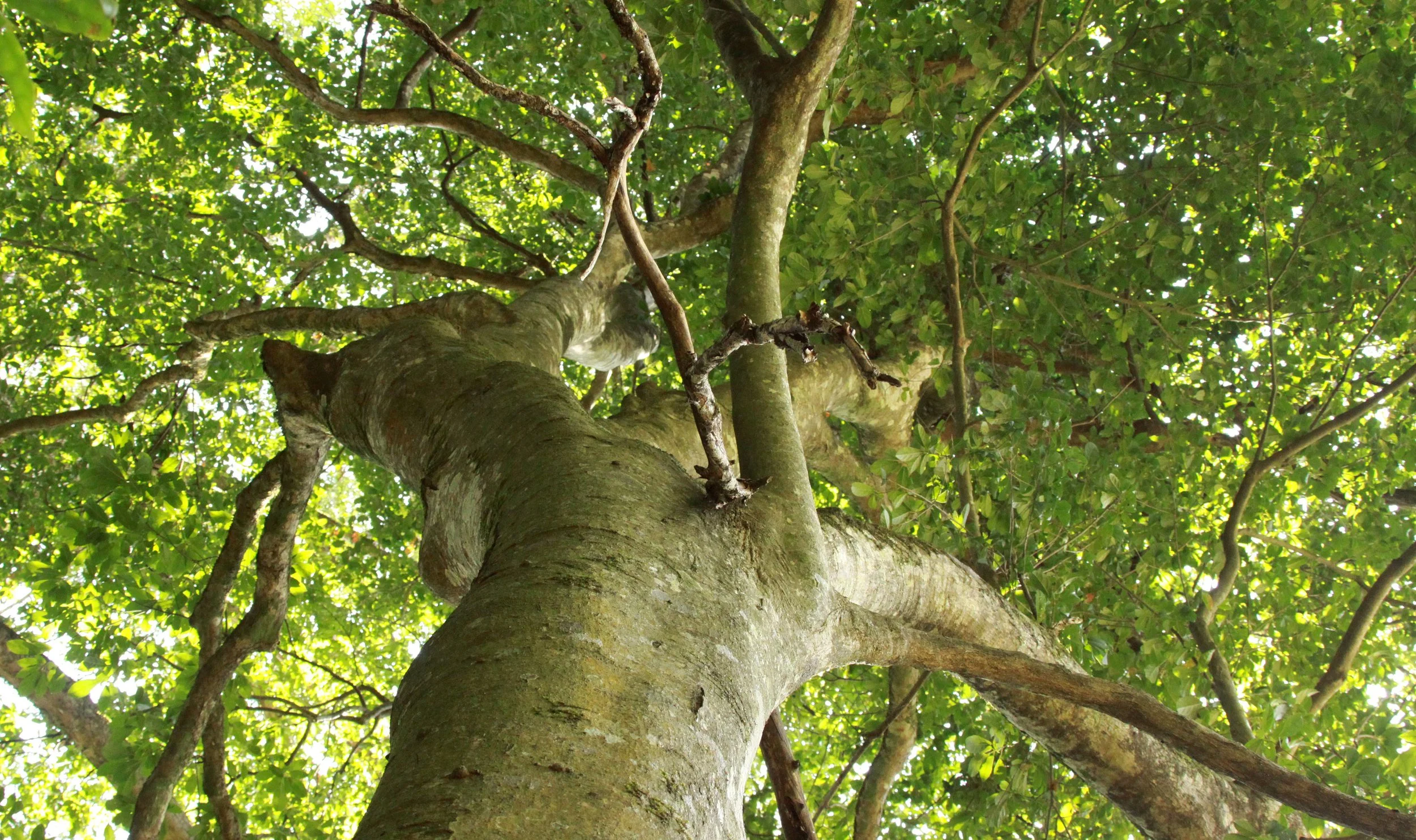 CHINESE YEW RESERVE - FUJIAN CHINA (1).JPG