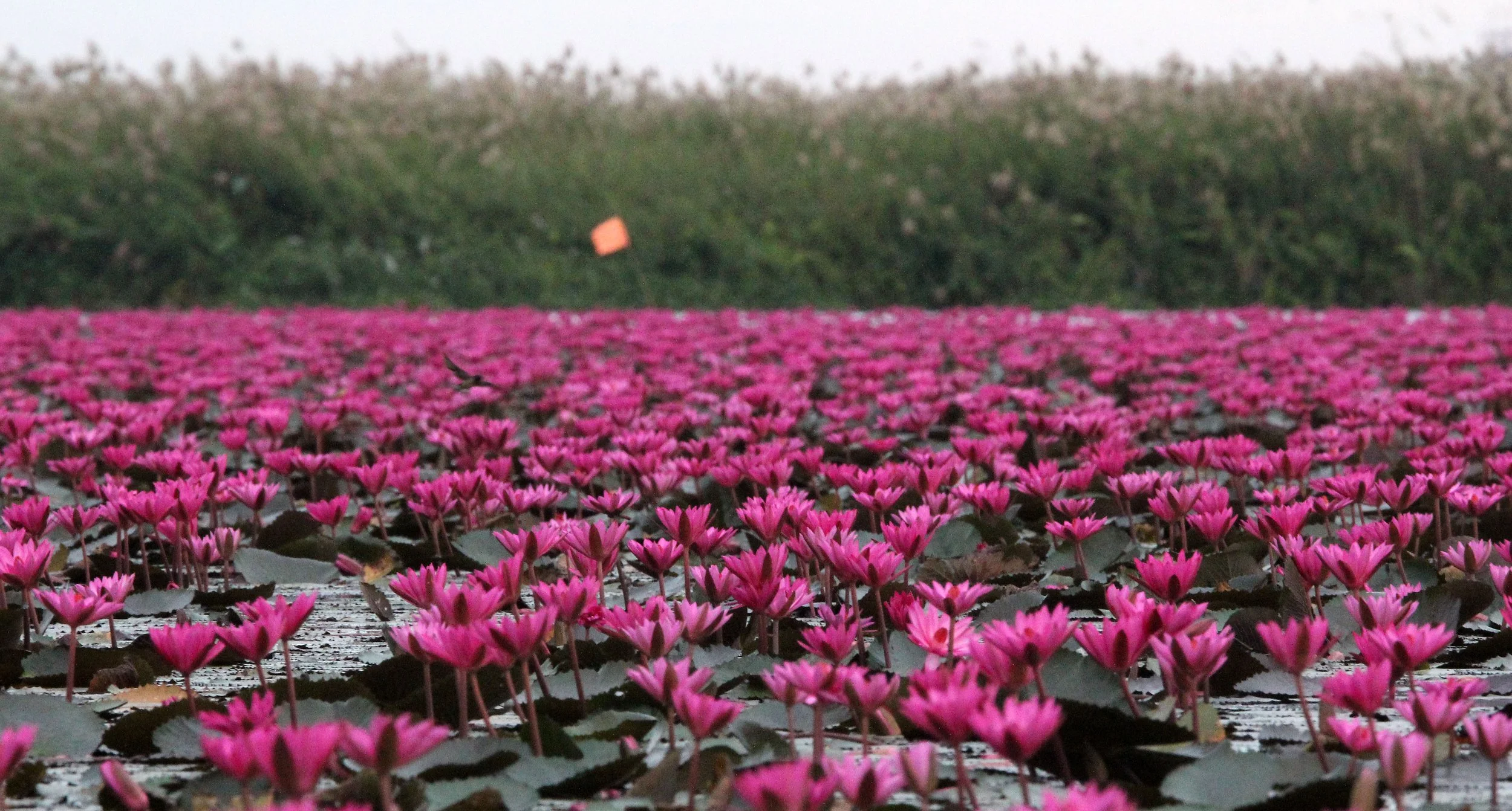 2018 Red Lotus Sea Wetlands Udon Thani Road Trip (72).JPG