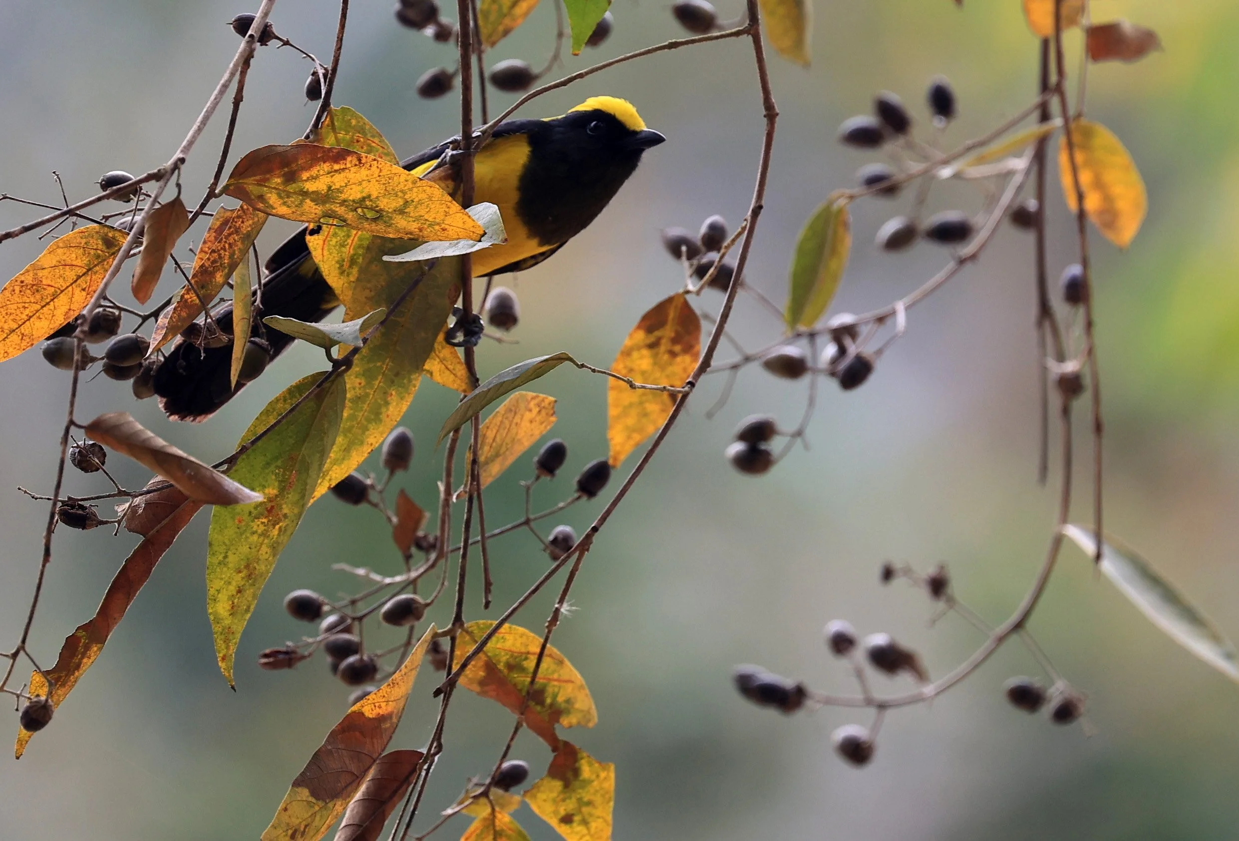 Sultan Tit (Melanochlora sultanea) Kaeng Krachan National Park ESS Expedition 2026(48).jpg