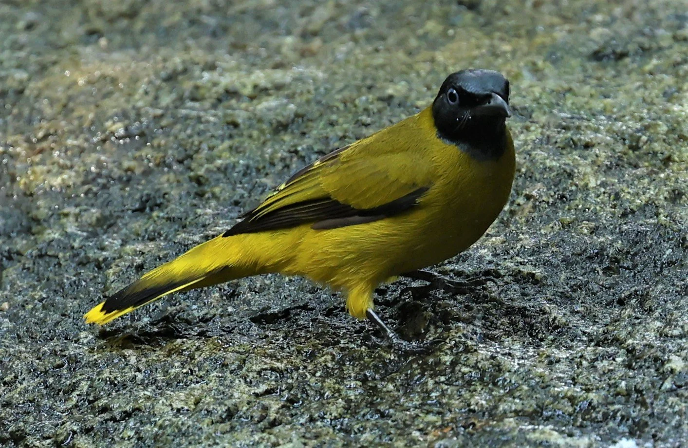 BULBUL - BLACK HEADED BULBUL - Pycnonotus atriceps - WAT THAM PRATHUM CHONBURI JAN 30 2022 (25).jpg