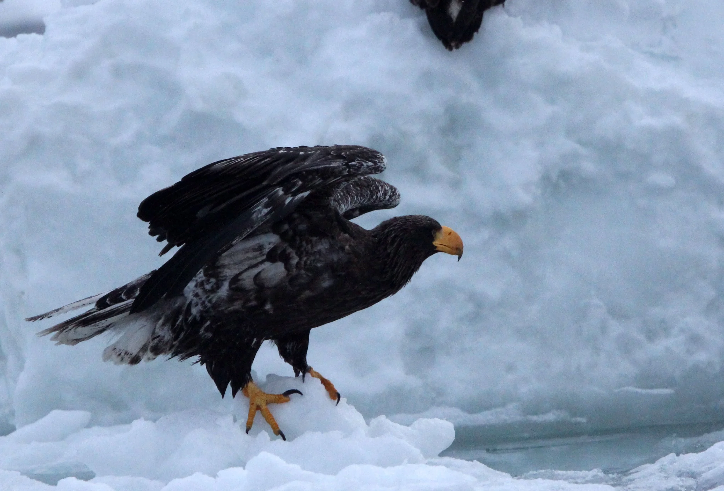 Haliaeetus pelagicus - STELLER'S SEA EAGLE - RAUSU, SHIRETOKO PENINSULA, HOKKAIDO JAPAN (145).JPG