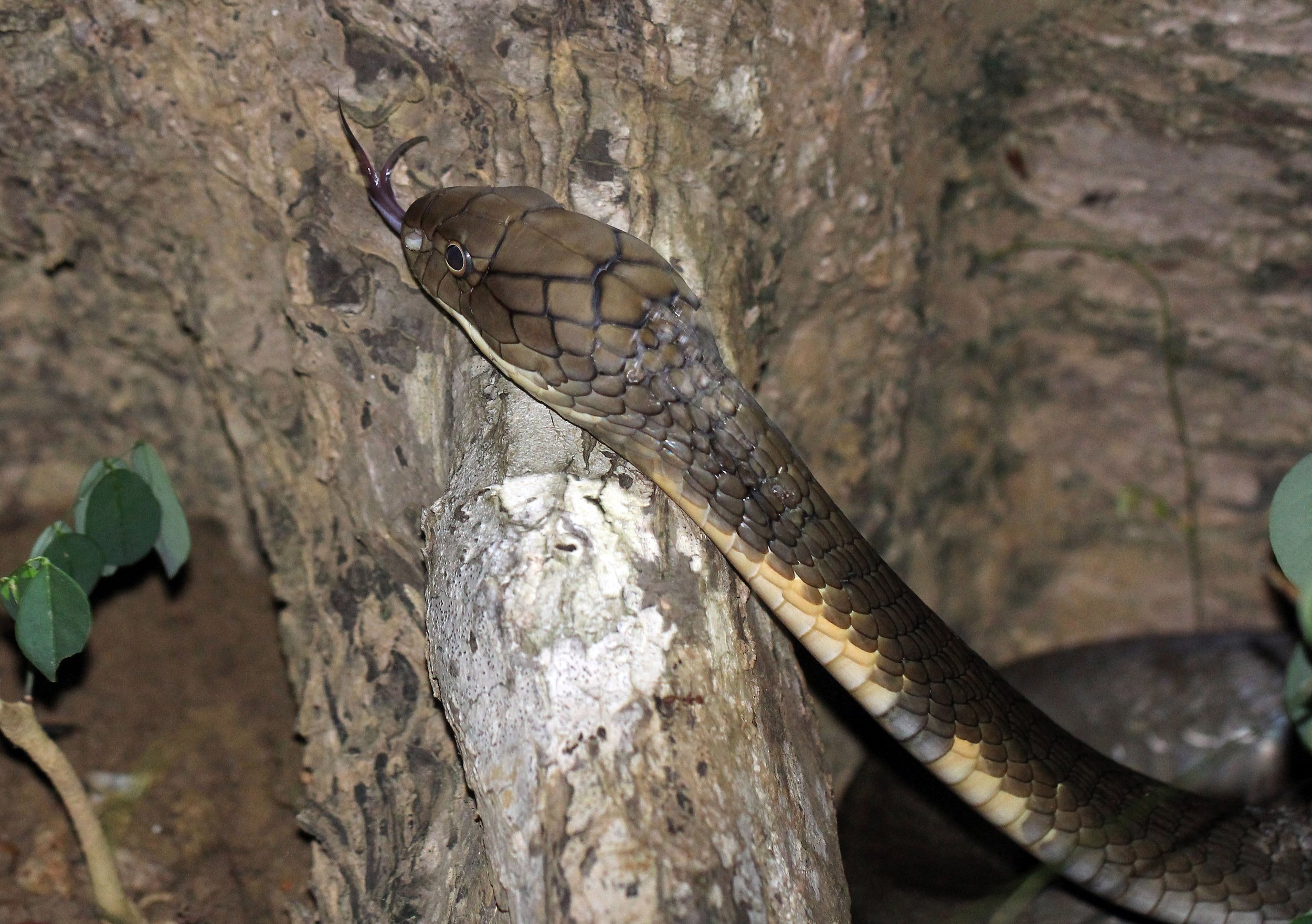 Ophiophagus hannah - KING COBRA - KOH LANTA THAILAND (15).JPG