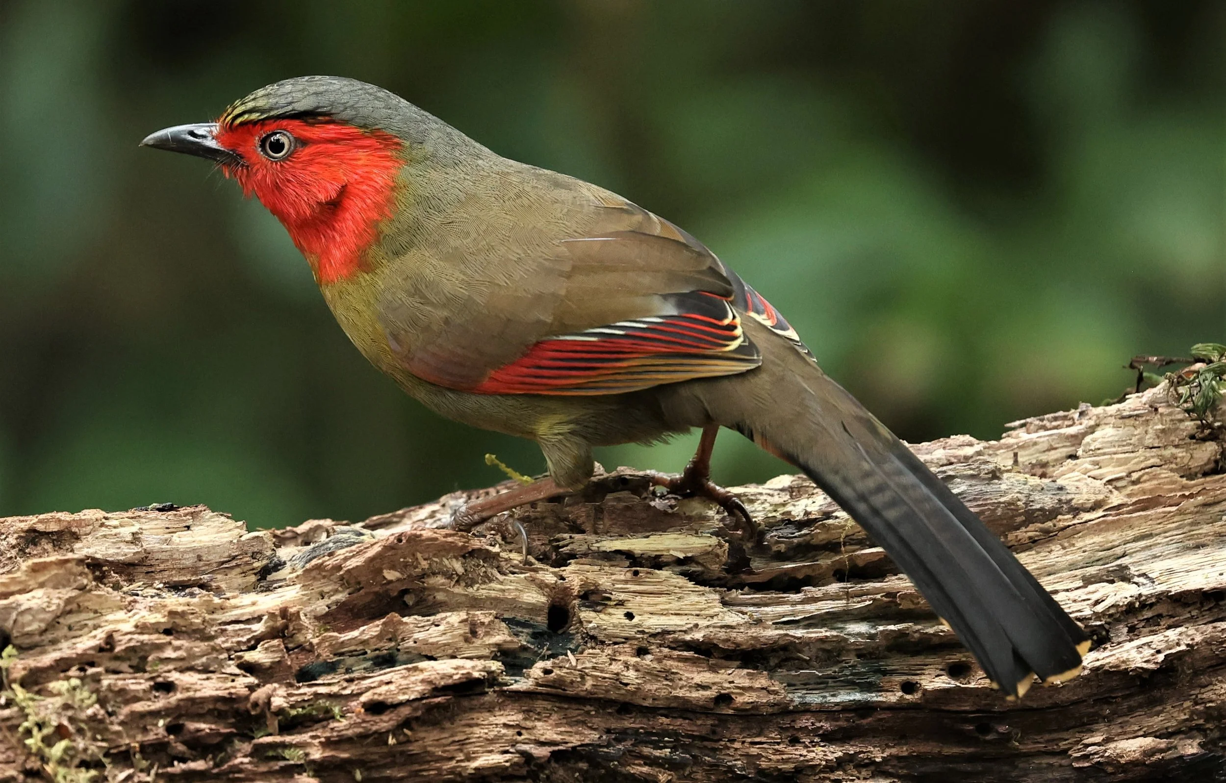 LIOCICHLA - SCARLET-FACED LIOCICHLA - Liocichla ripponi - DOI PHA HOM POK NP DOI LANG EAST FEB 2022 (125).jpg