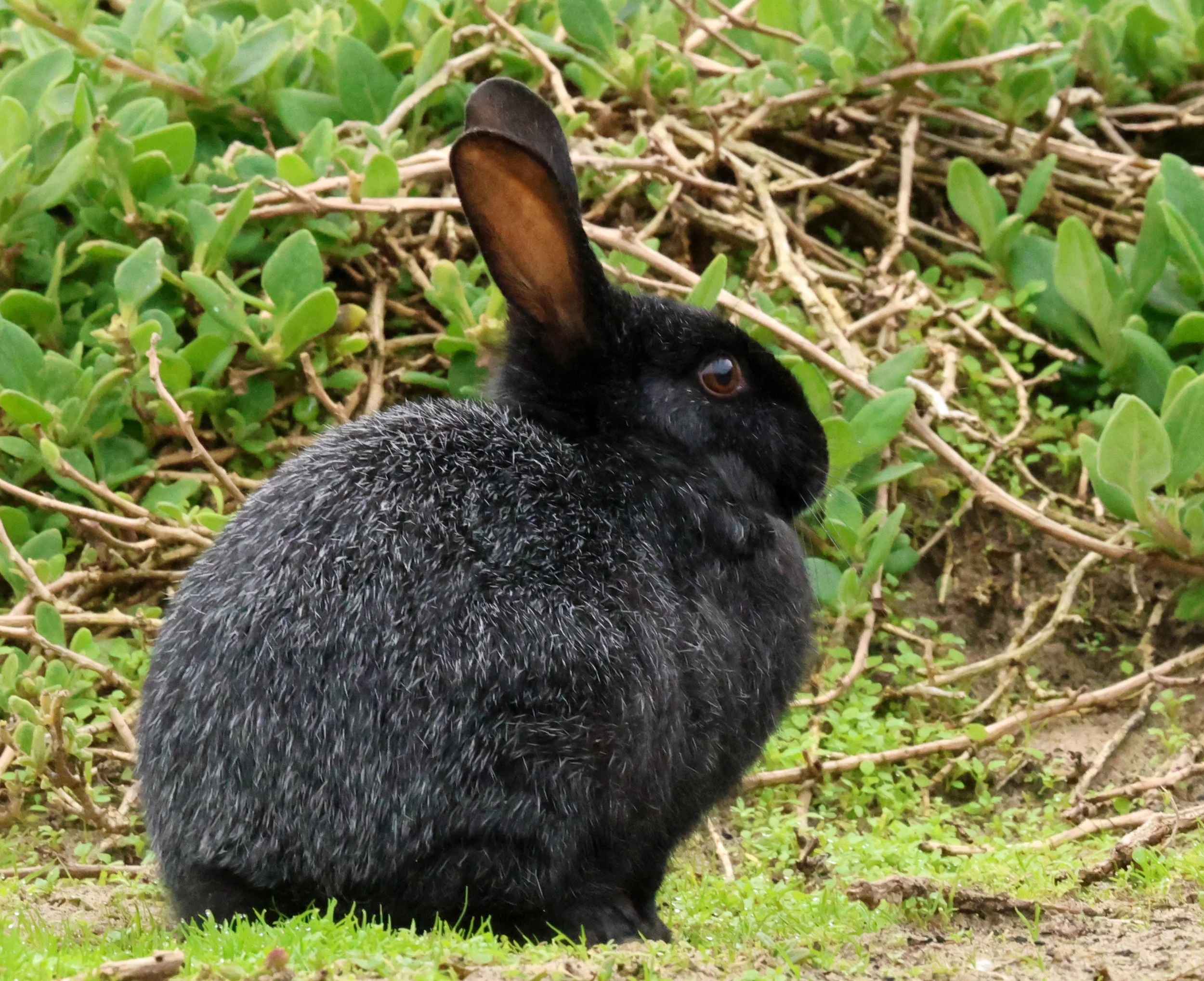 European Rabbit (Oryctolagus cuniculus) Bruny Island - Tasmania