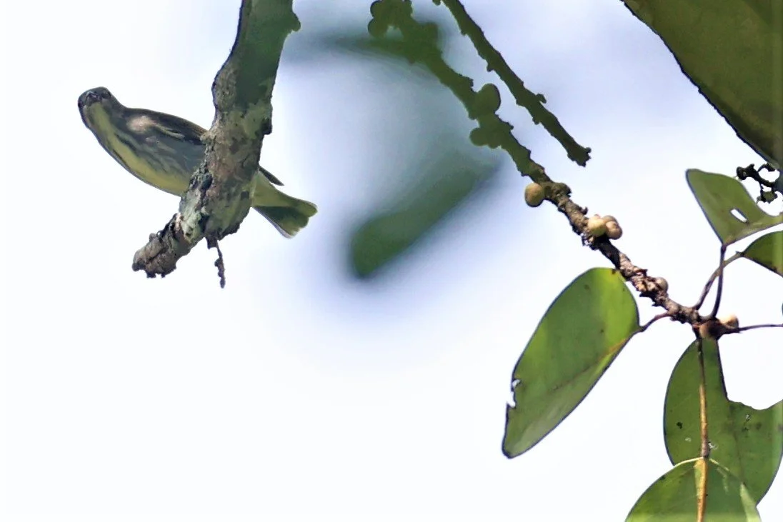 FLOWERPECKER - THICK-BILLED FLOWERPECKER - Dicaeum agile -  KAENG KRACHAN 20 OCT 2021 (1).jpg