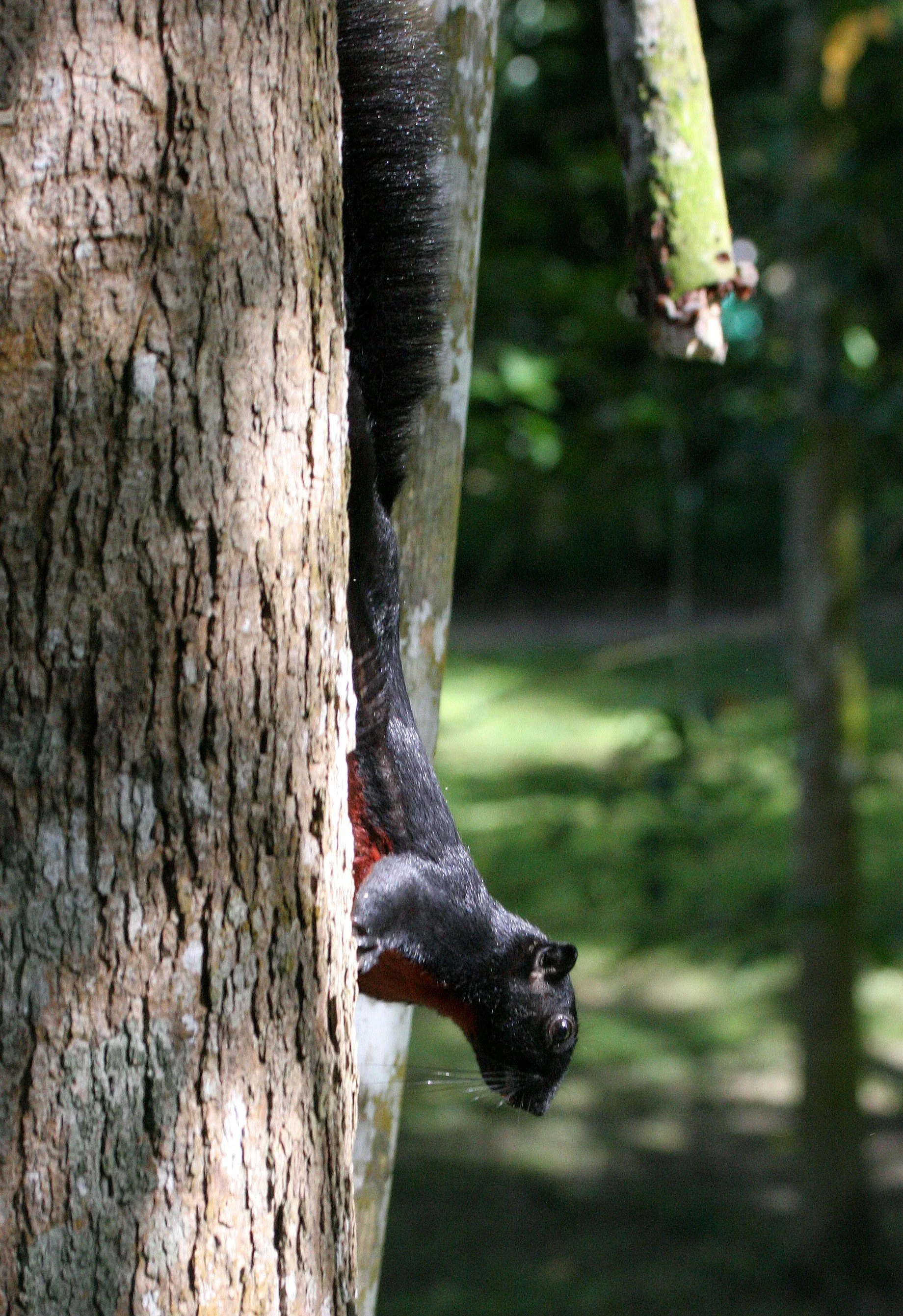 SQUIRREL - PREVOST'S SQUIRREL - Callosciurus prevostii pluto - KINABATANGAN RIVER BORNEO (26).JPG