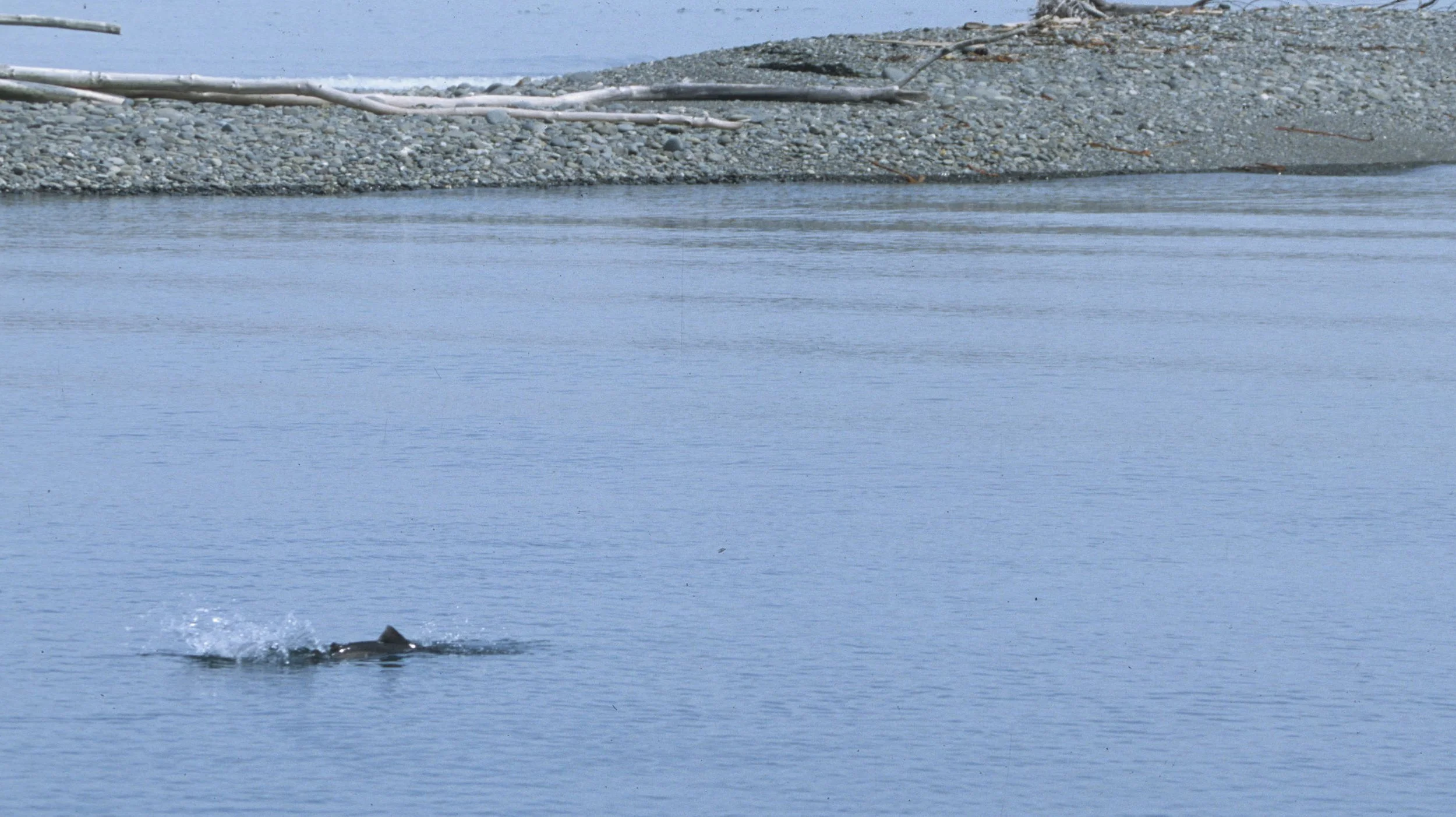 FISH - SALMON - KING - SALMON AT THE MOUTH OF ELHWA.jpg