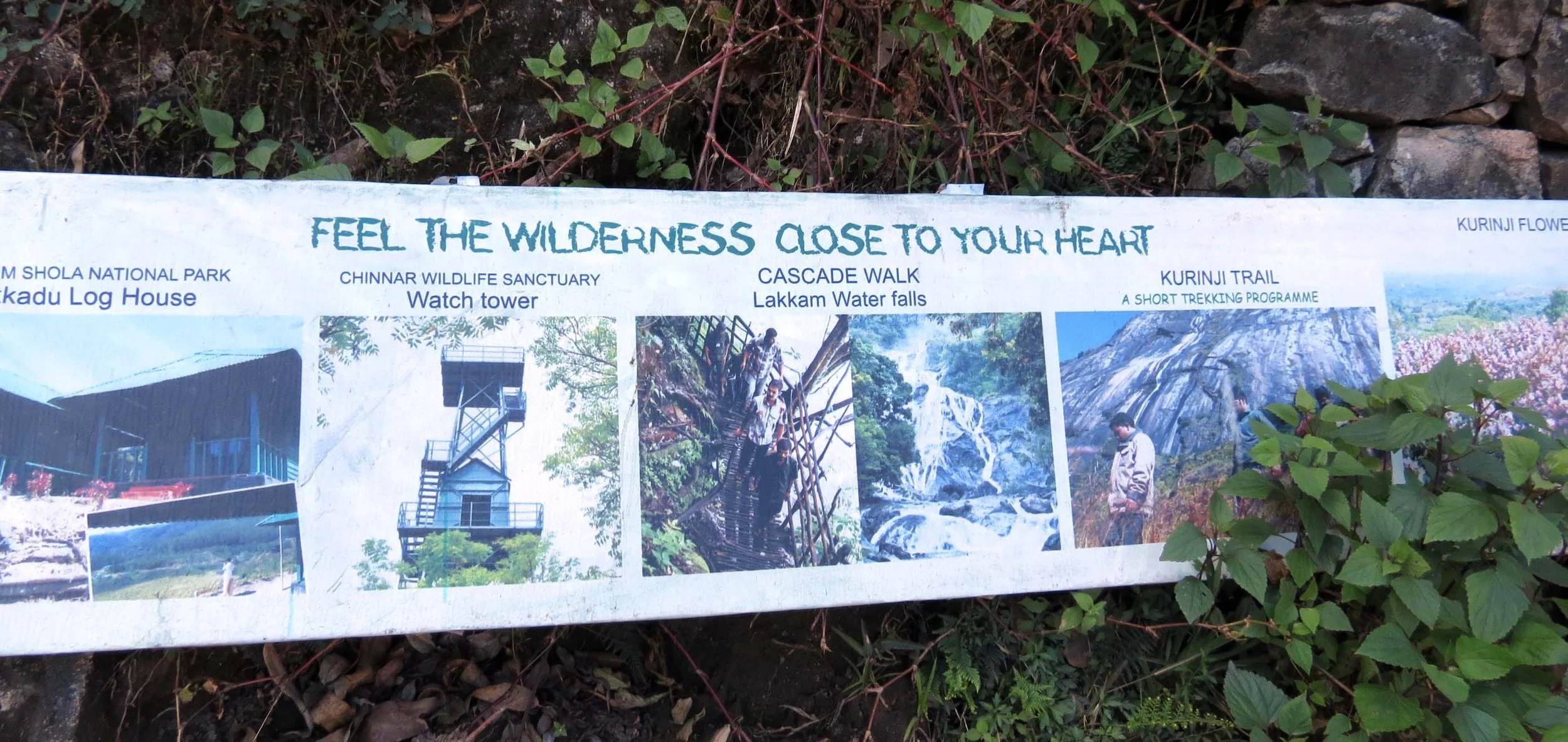 ERAVIKULUM NATIONAL PARK INDIA (35).JPG