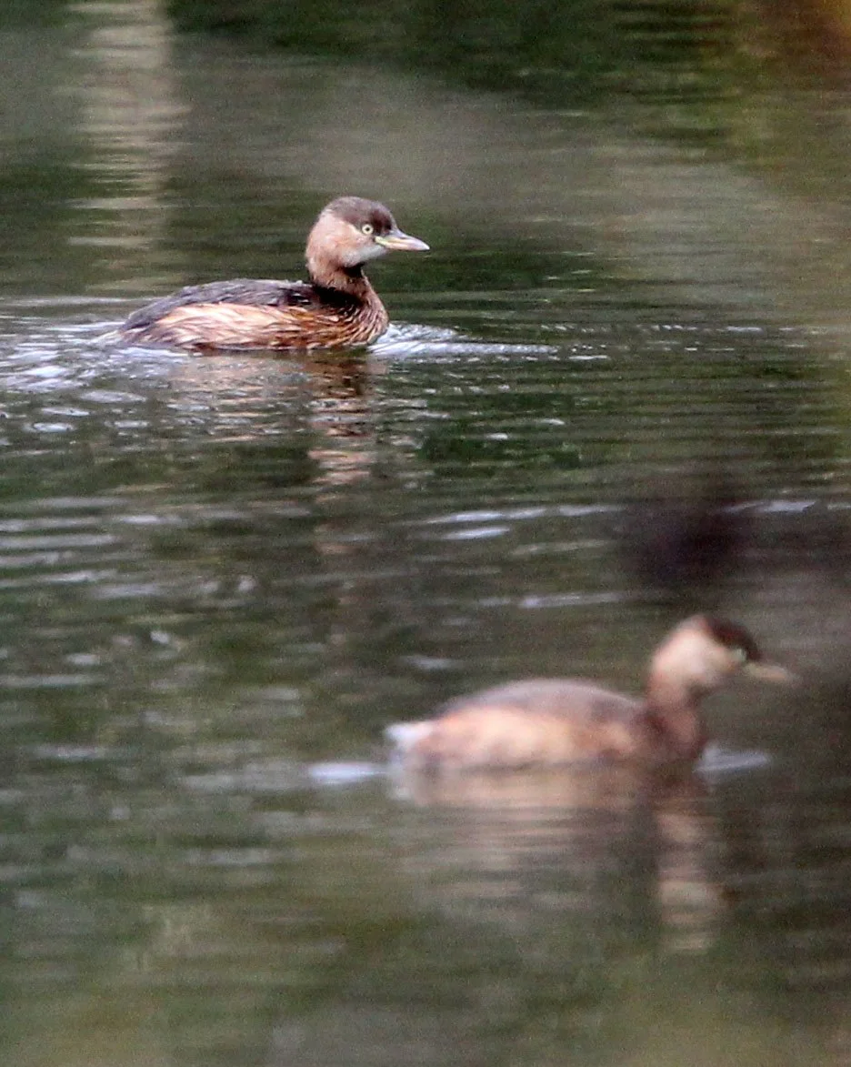 Little Grebe (Tachybaptus ruficollis) Binjiang Forest Park Shanghai (1).JPG