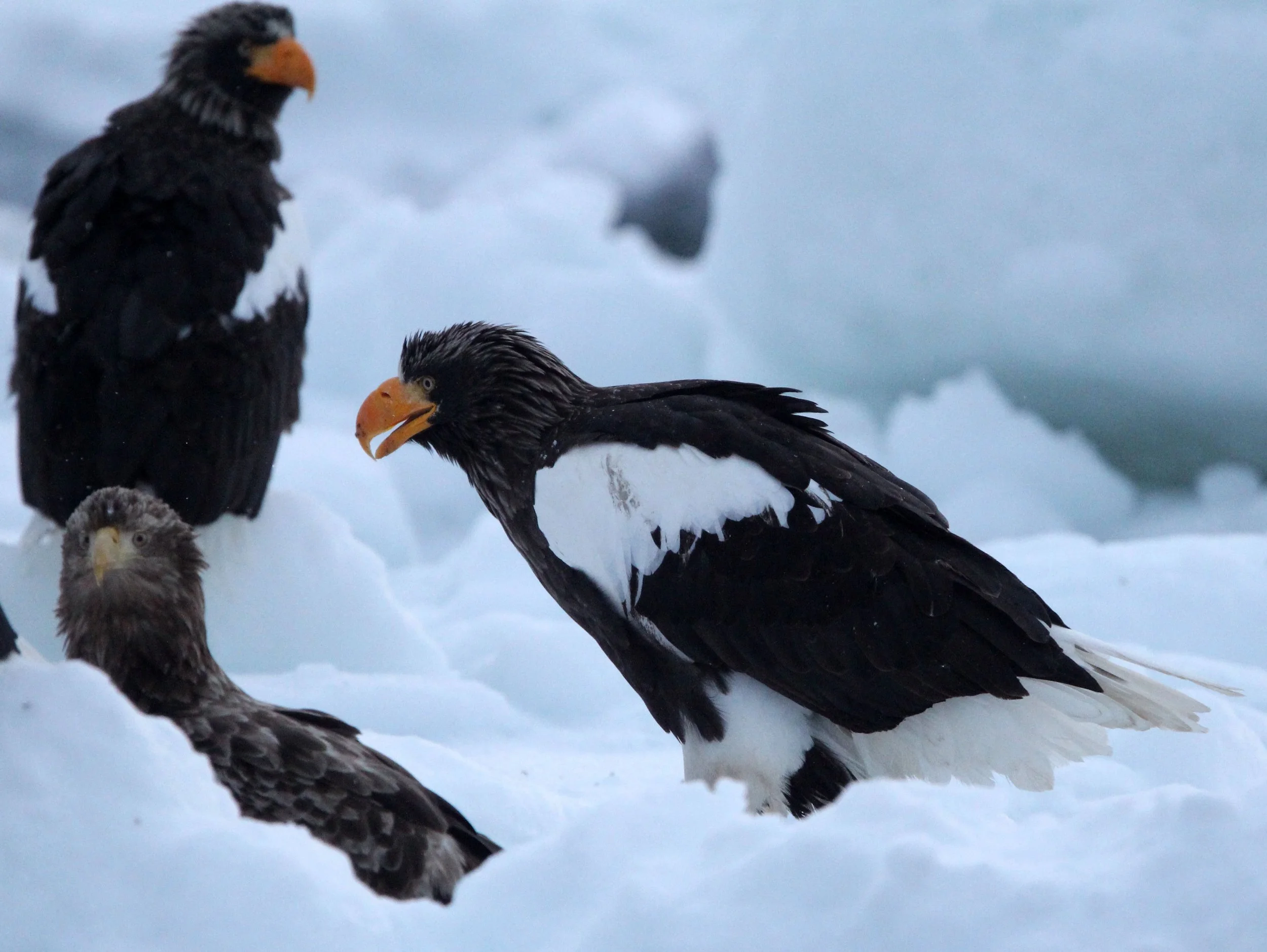 BIRD - EAGLE - STELLER'S SEA EAGLE - RAUSU, SHIRETOKO PENINSULA & NATIONAL PARK, HOKKAIDO JAPAN (23).JPG