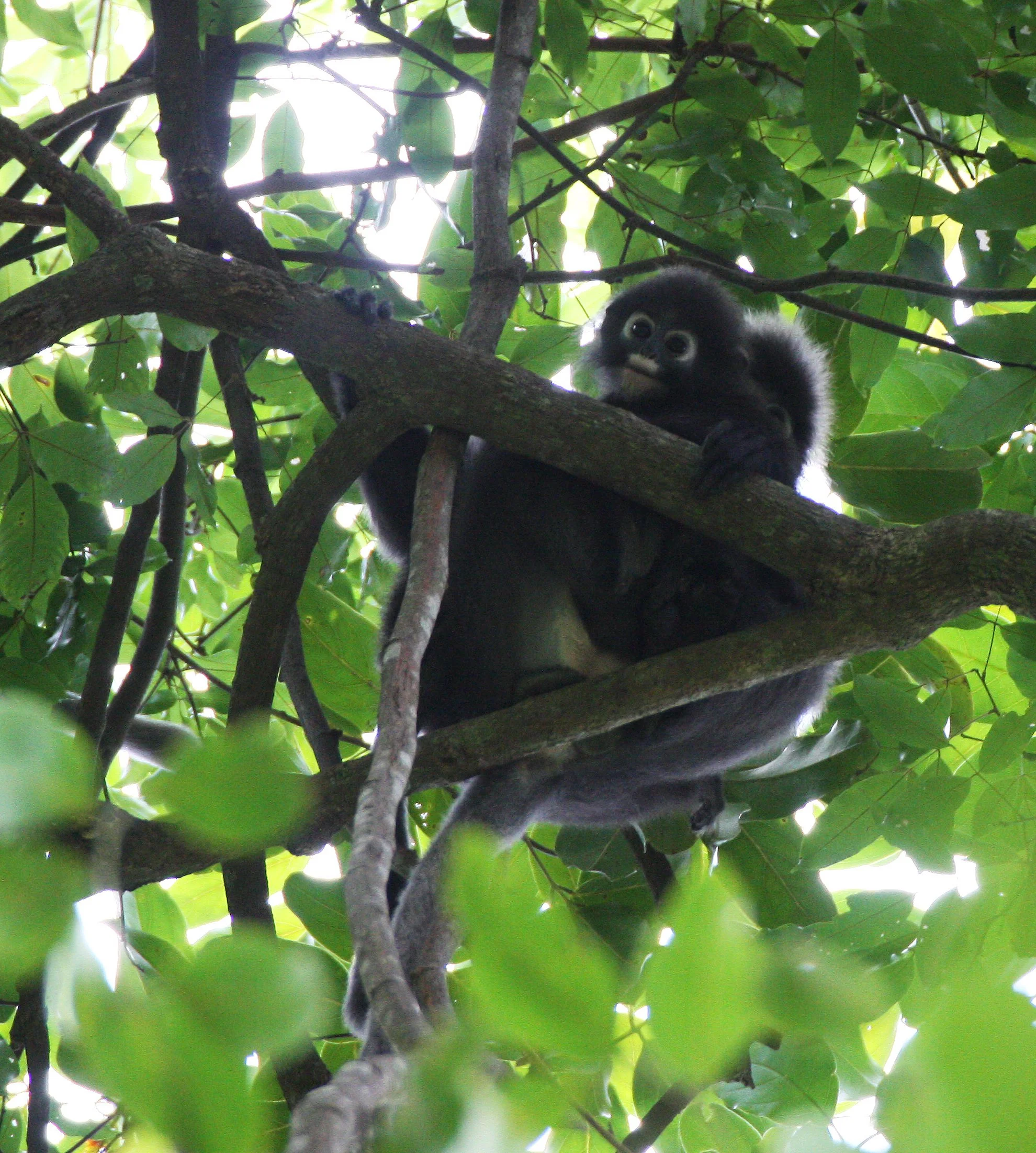 CERCOPITHECIDAE - Trachypithecus obscurus flavicauda - BLOND-TAILED (DUSKY) LANGUR - KOH LANTA NP THAILAND (19).JPG