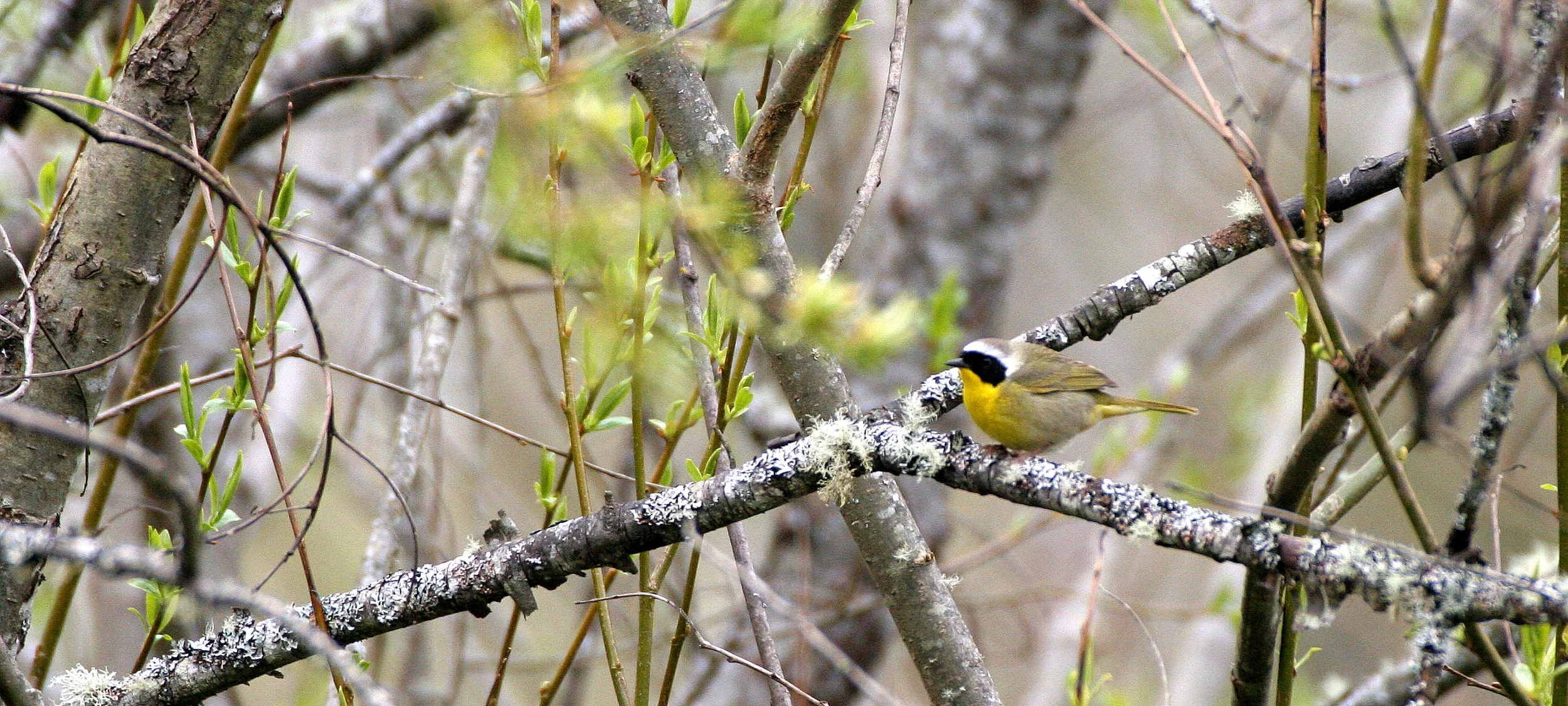 BIRD - WARBLER - COMMON YELLOWTHROAT - GEOTHLYPIS TRICHAS - LAKE FARM WA (5).jpg