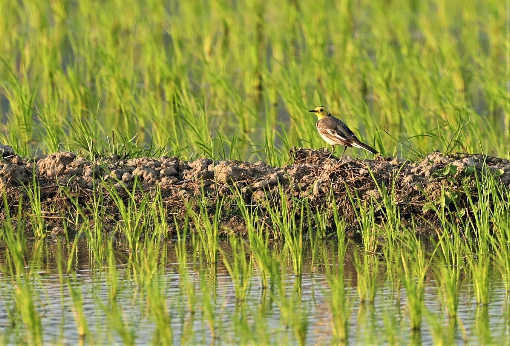 CITRINE WAGTAIL - Motacilla citreola - TATHORN RICEFIELDS CHIANG MAI FEB 2022 (74).jpg