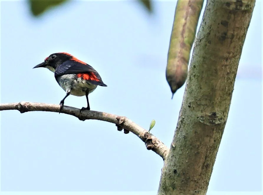 FLOWERPECKER - SCARLET-BACKED FLOWERPECKER - Dicaeum cruentatum - KRUNG CHING, KHAO LUANG NP NST, APRIL 2022 (18).jpg