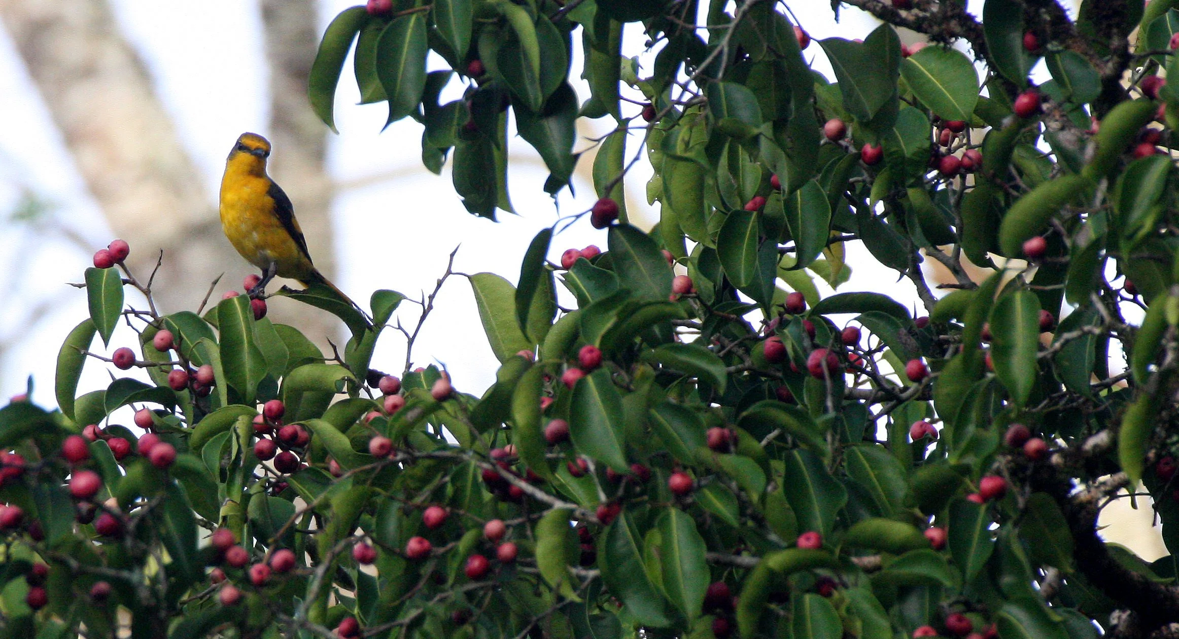 Scarlet Minivet (Pericrocotus speciosus) Kaeng Krachan NP Thailand (28).JPG