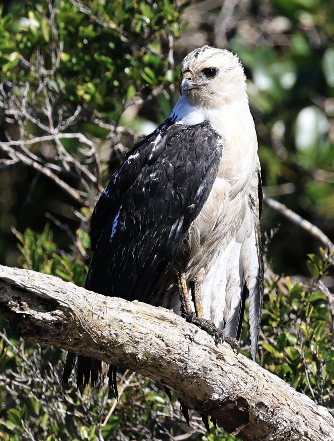 White-necked Hawk (Amadonastur lacernulatus) Superagui National Park