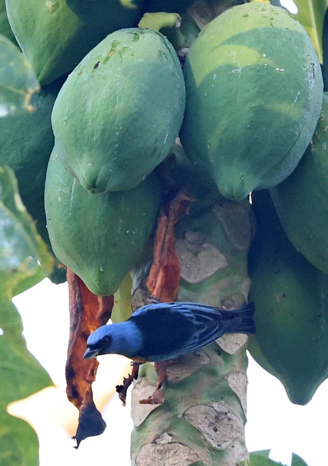 Blue-and-yellow Tanager (Thraupis bonariensis) Estancia Campo'i Paraguay (2).jpg
