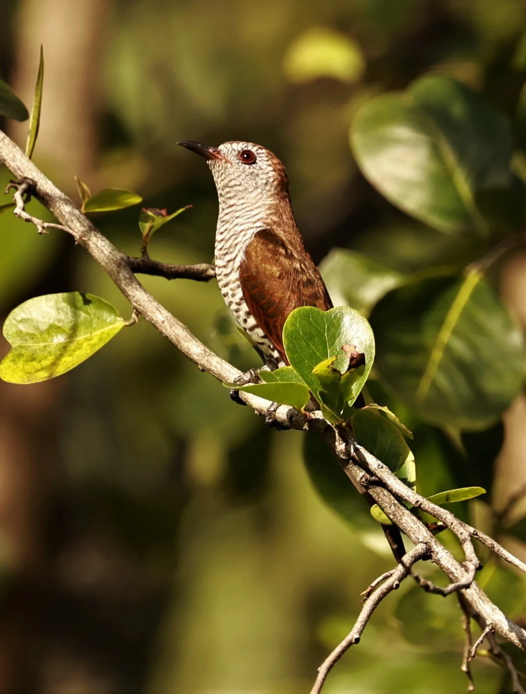 Violet Cuckoo (Chrysococcyx xanthorhynchus) Rama IX Park Bangkok (38).jpg