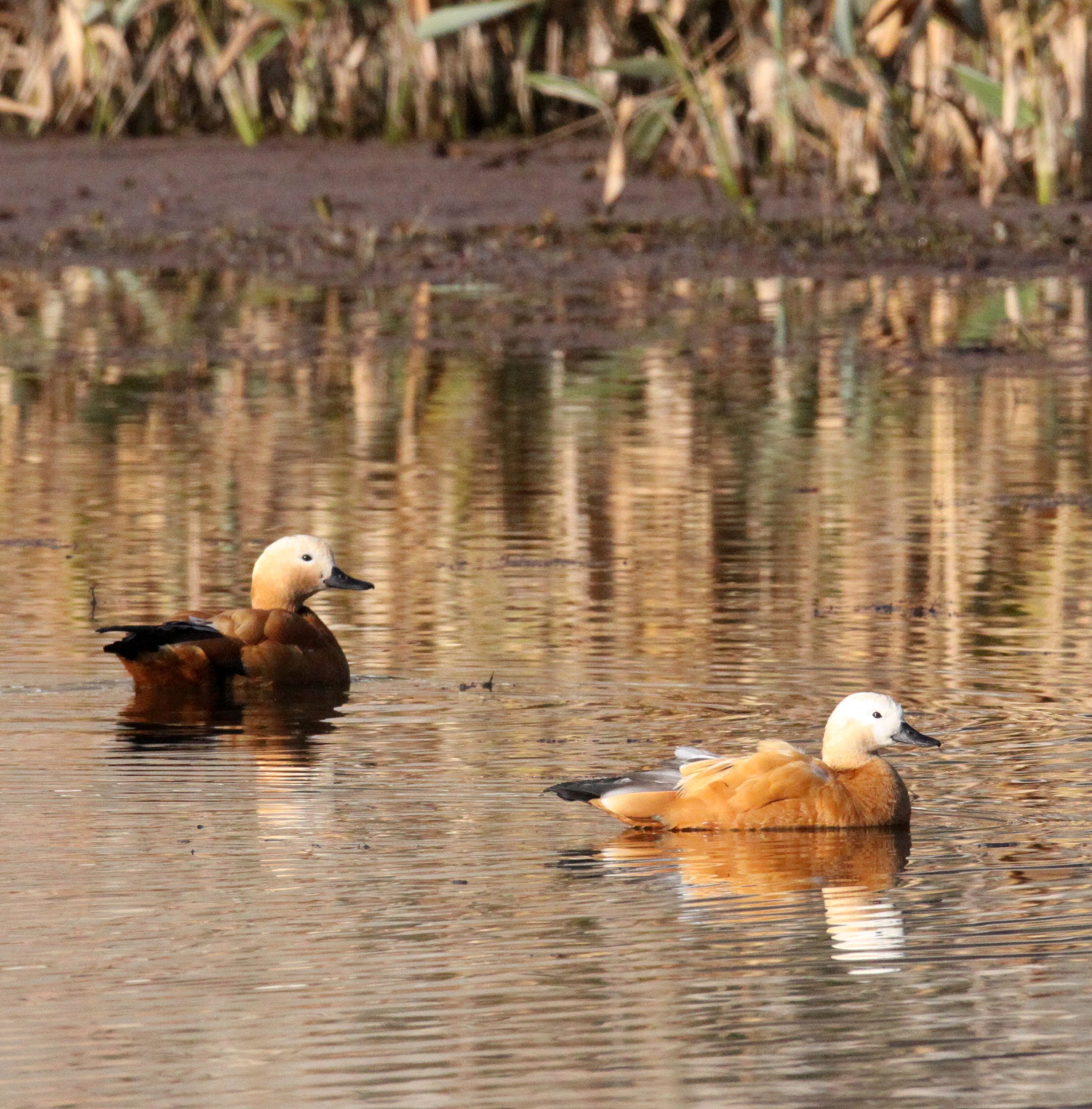 SHELDUCK - RUDDY SHELDUCK  - Tadorna ferruginea - WETLANDS NEAR ERHAI LAKE DALI YUNNAN CHINA (16).JPG