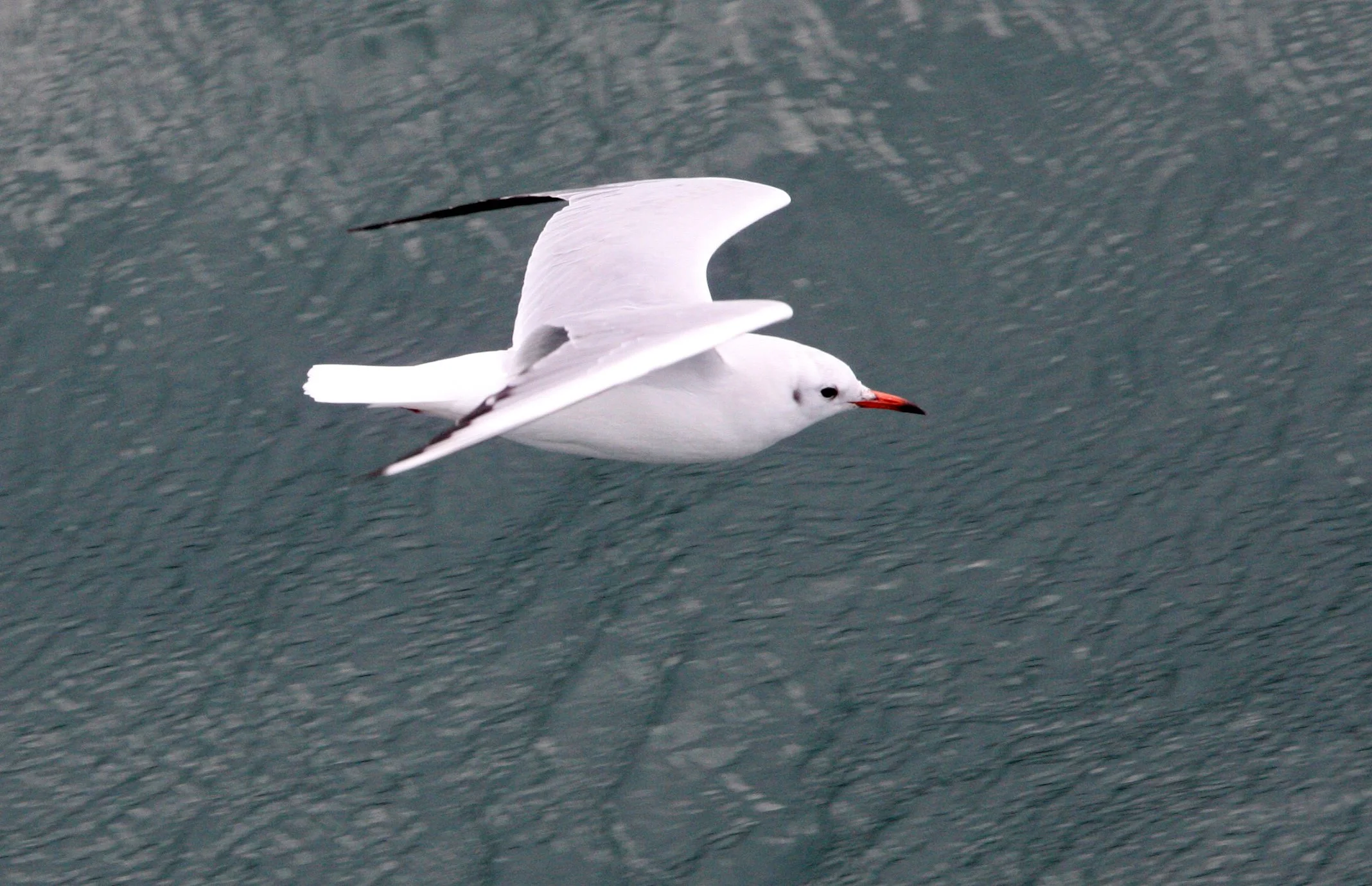 BIRD - GULL - BLACK-HEADED GULL - CAPE IRAGO STRAIT - JAPAN (4).JPG