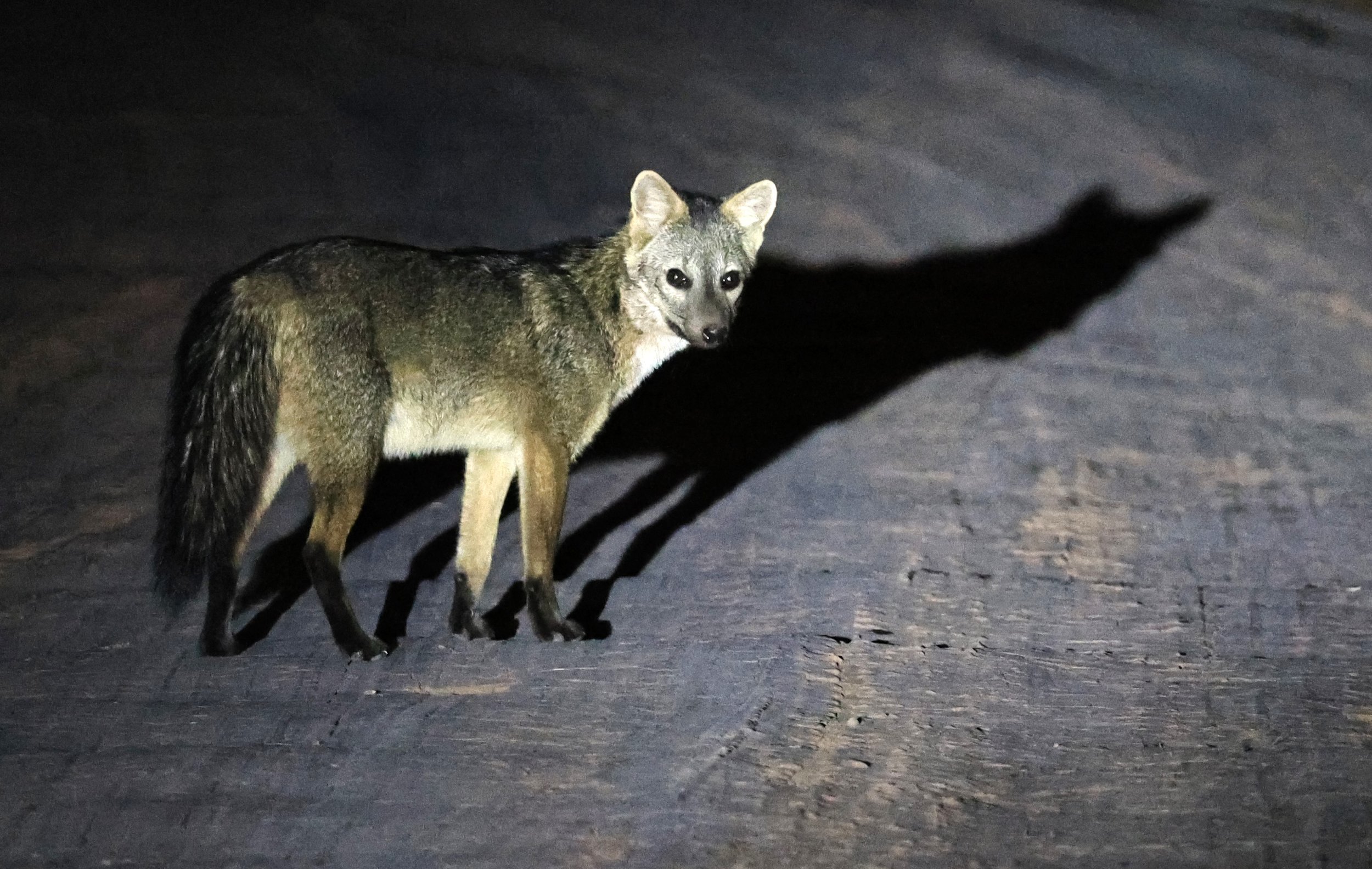 Crab-eating Fox (Cerdocyon thous) Agua Dulce Paraguay (7).jpg